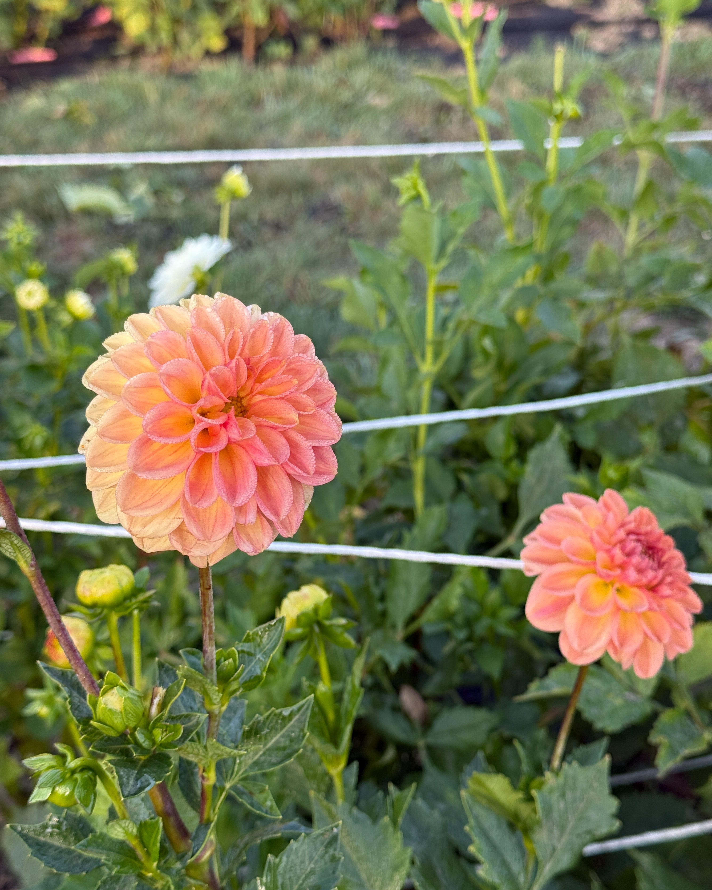 Two peach-colored flowers in a garden setting with green leaves and a wire fence.