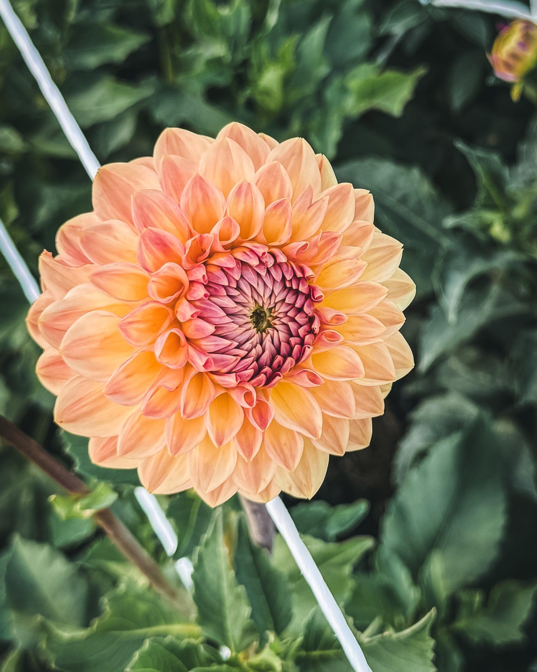 Close-up of a peach-colored flower with green leaves in the background