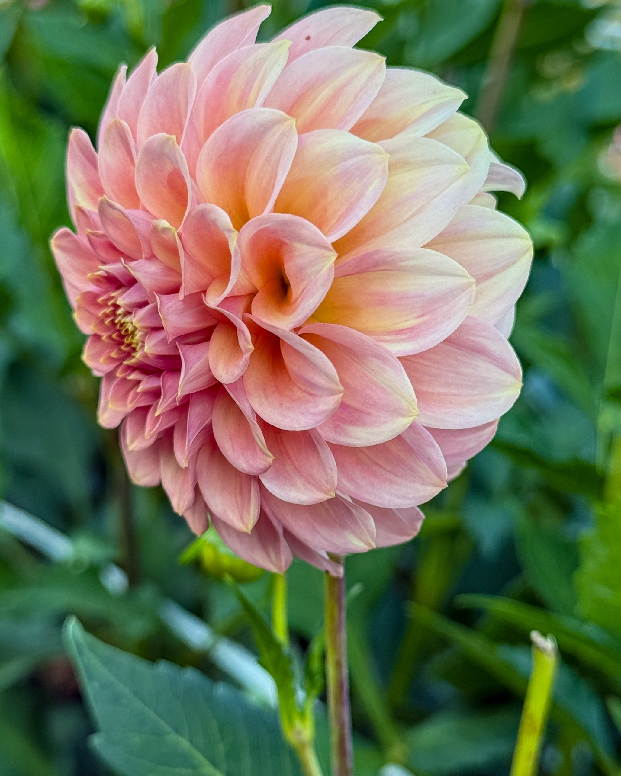 Pink flower with green leaves in the background