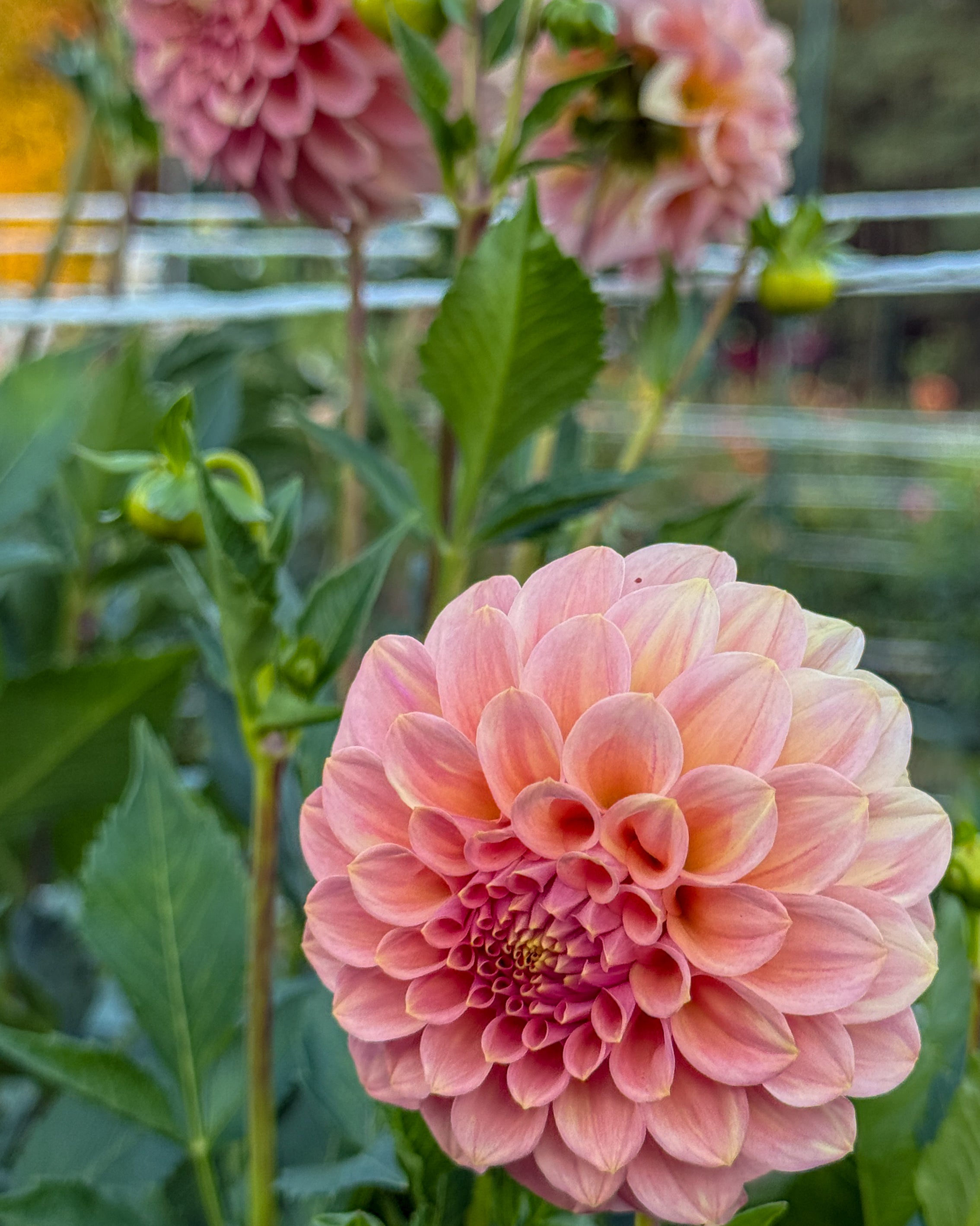 Pink dahlias with green leaves in a garden setting