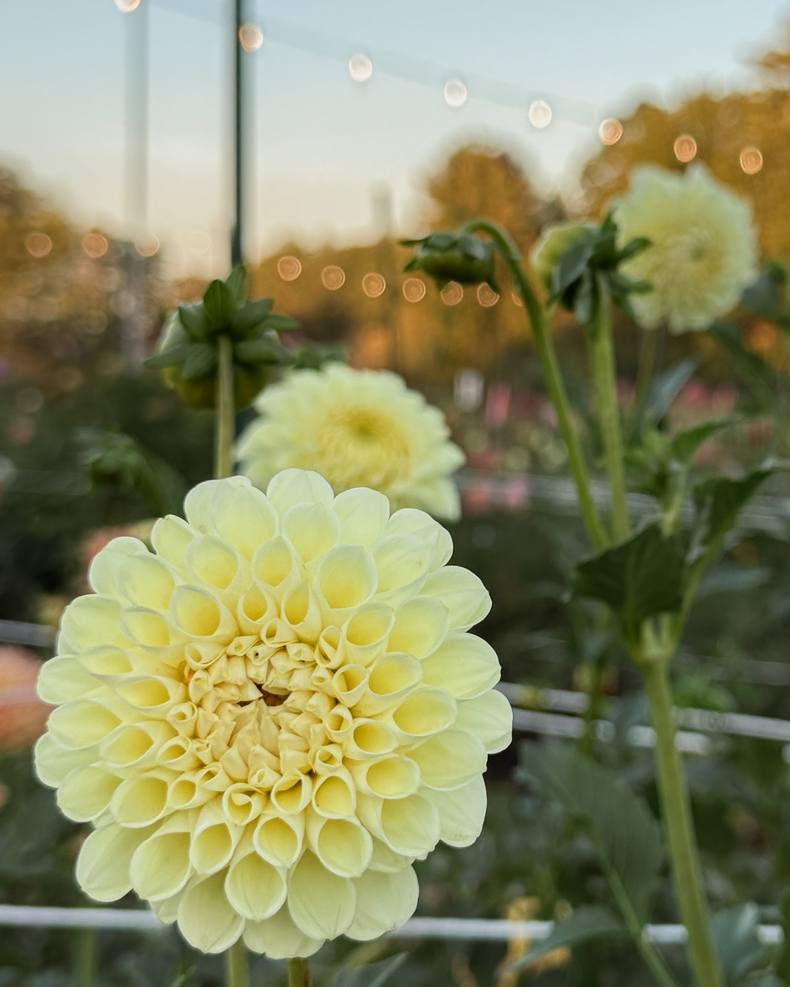 Light green flower with a blurred background