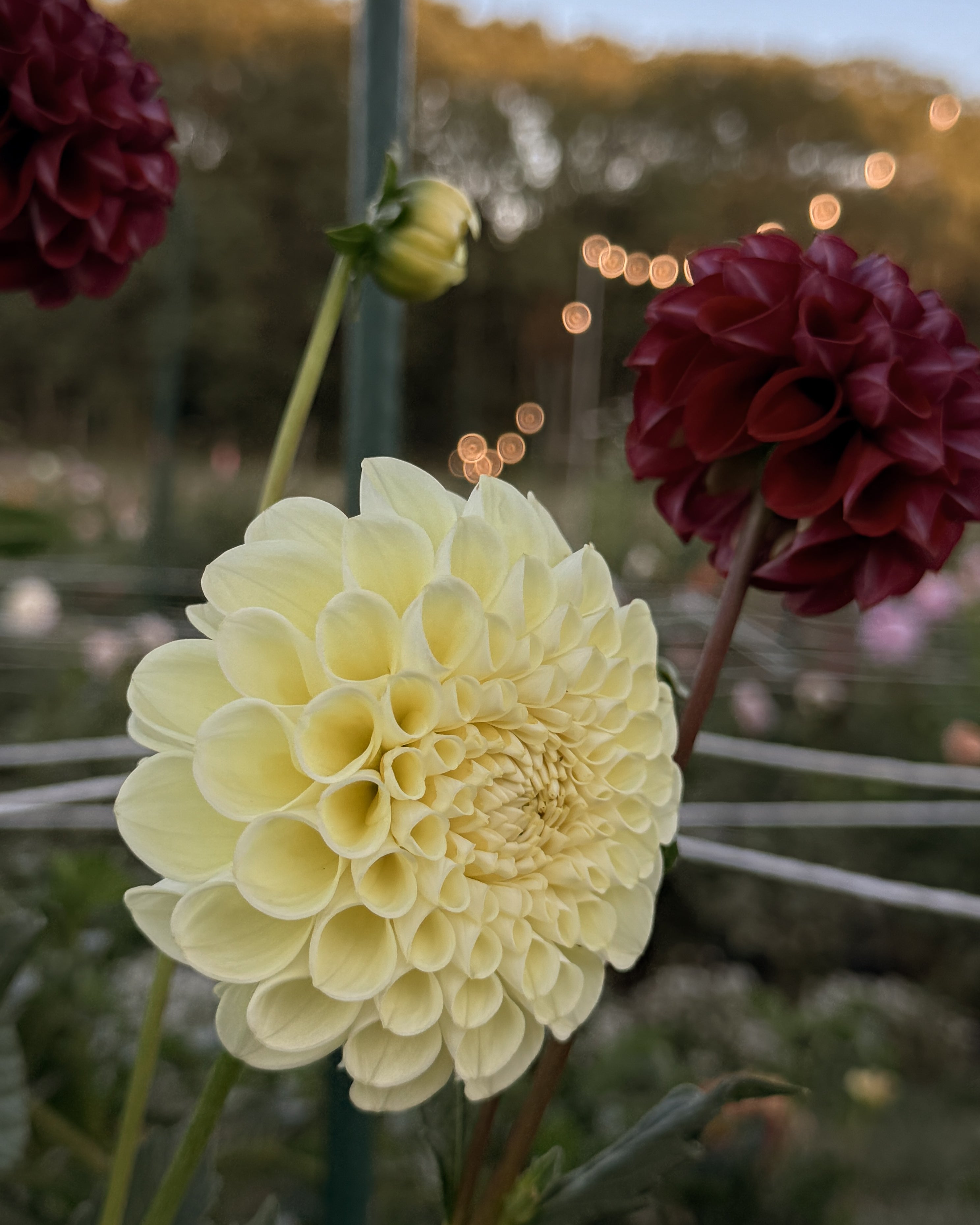 White flower with two red flowers in a garden setting