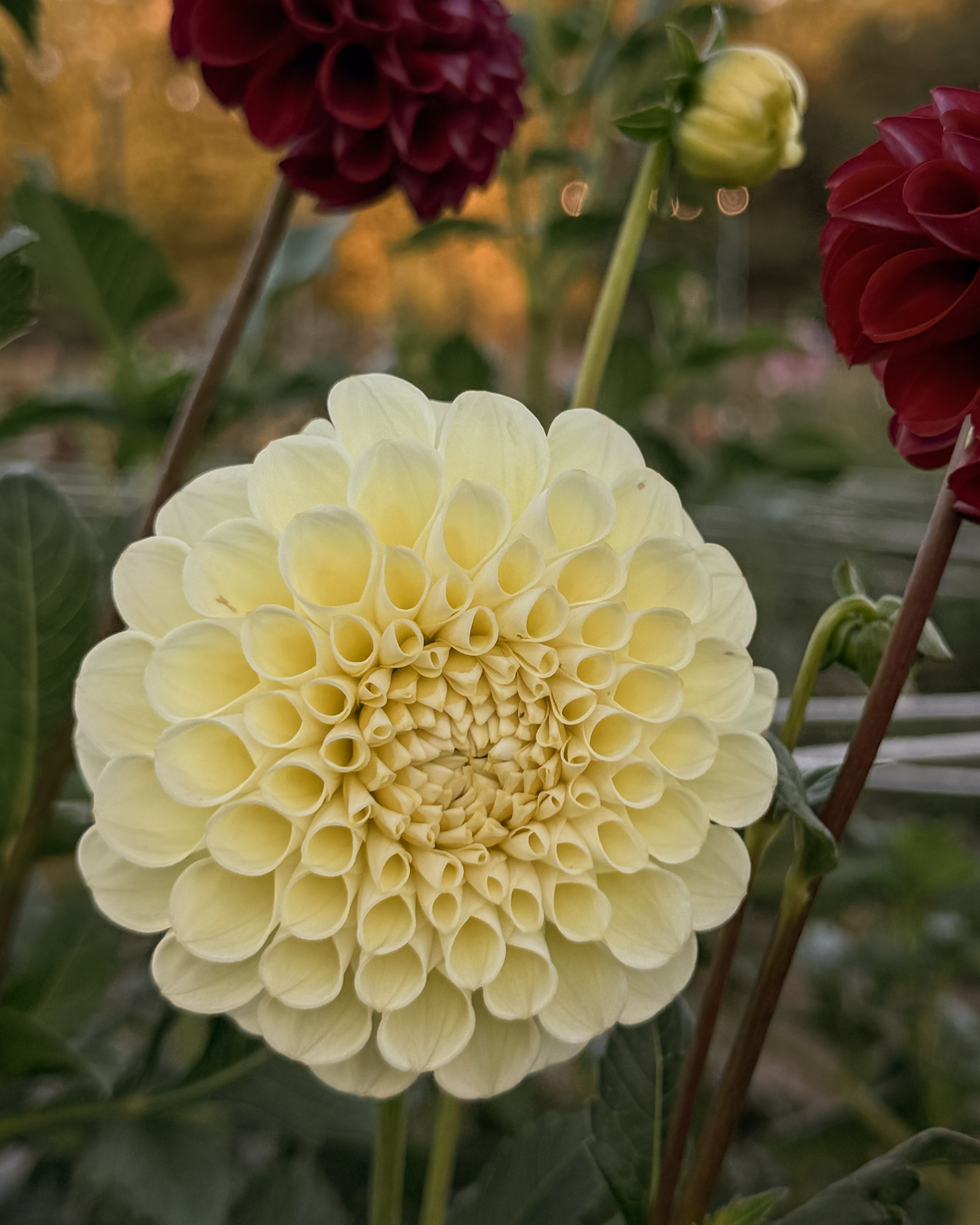 Close-up of a large yellow flower with other flowers in the background.