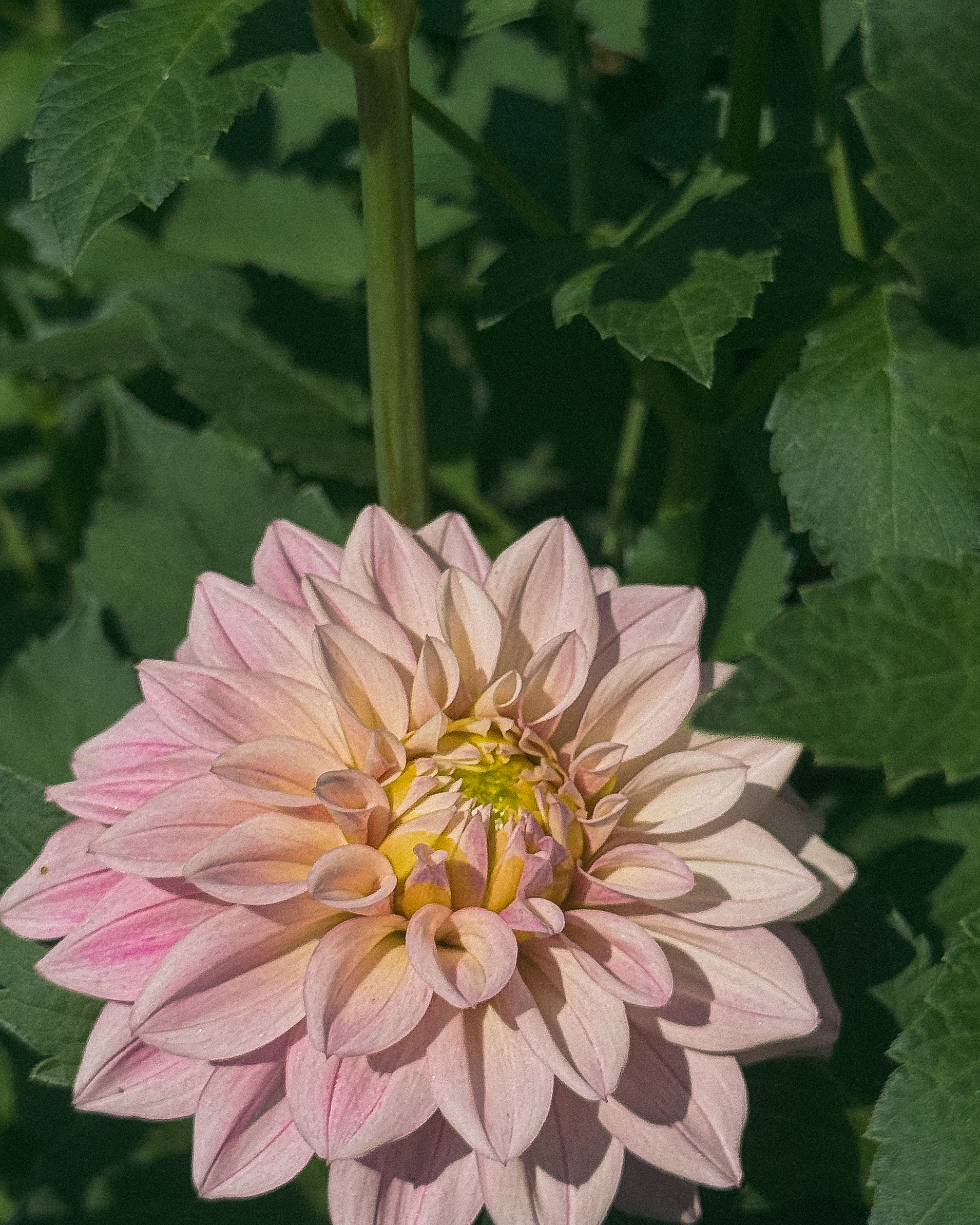 Pink dahlia flower with green leaves in the background