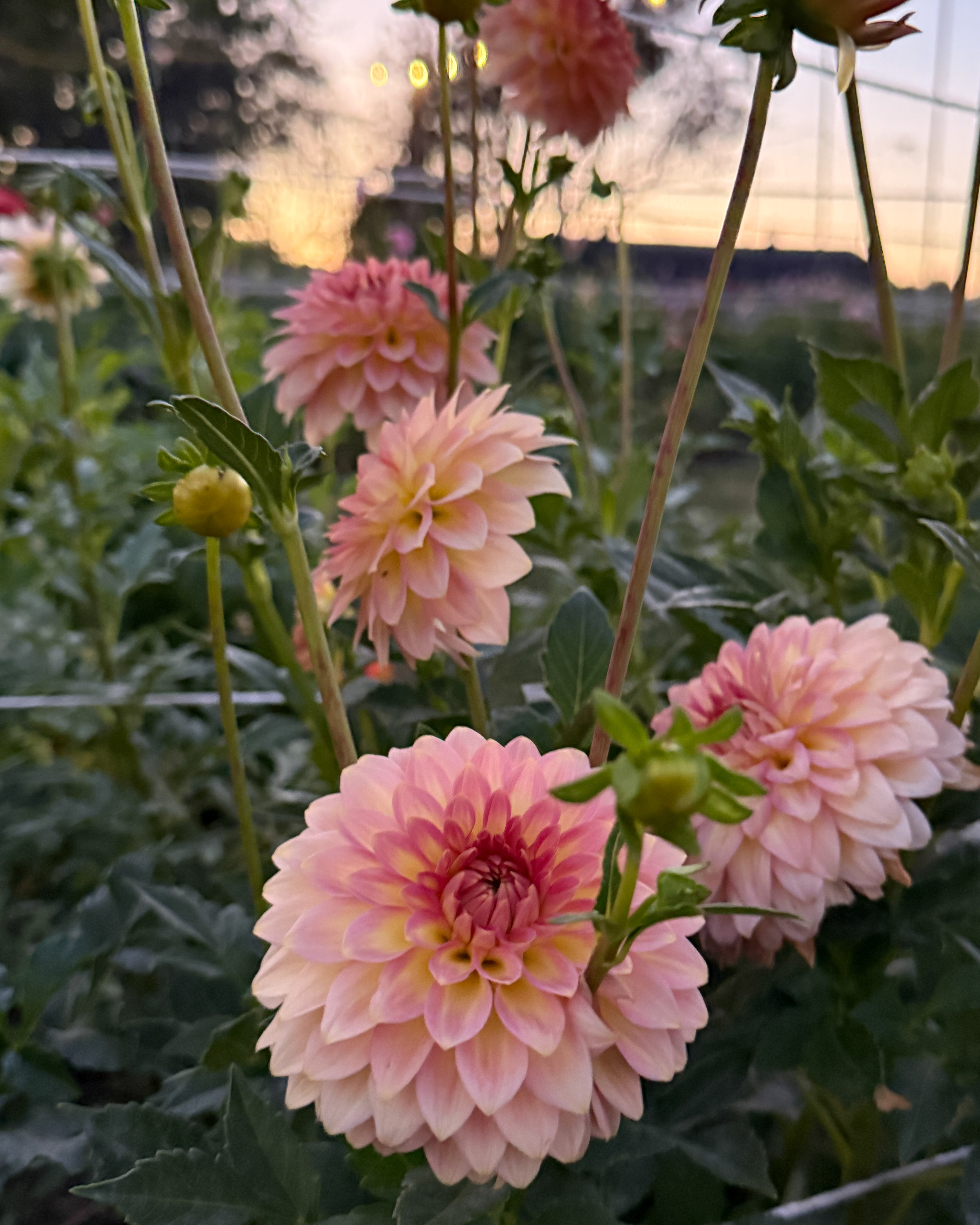 Pink dahlias in a garden with a blurred background