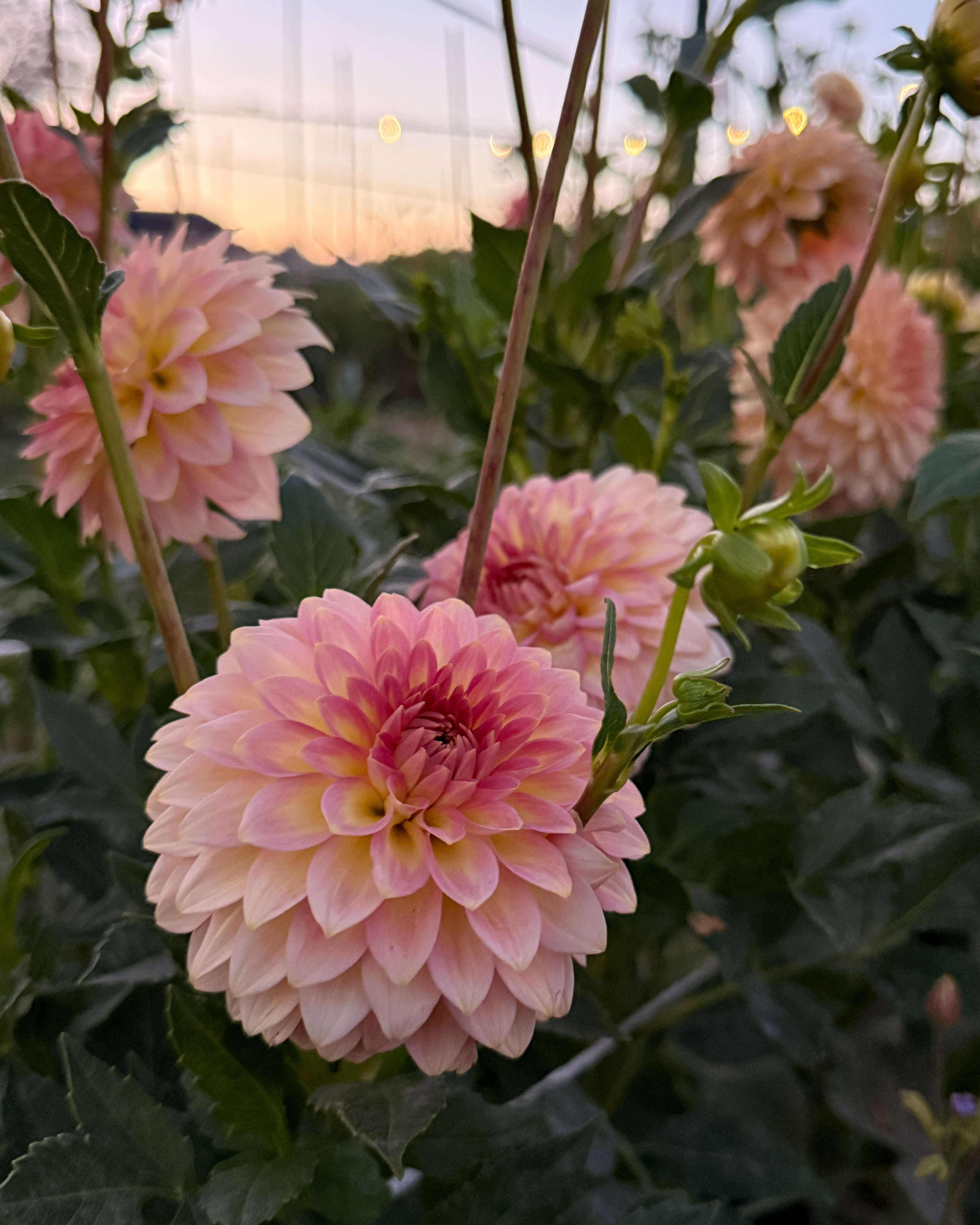 Pink dahlias with a blurred background of more flowers and greenery.