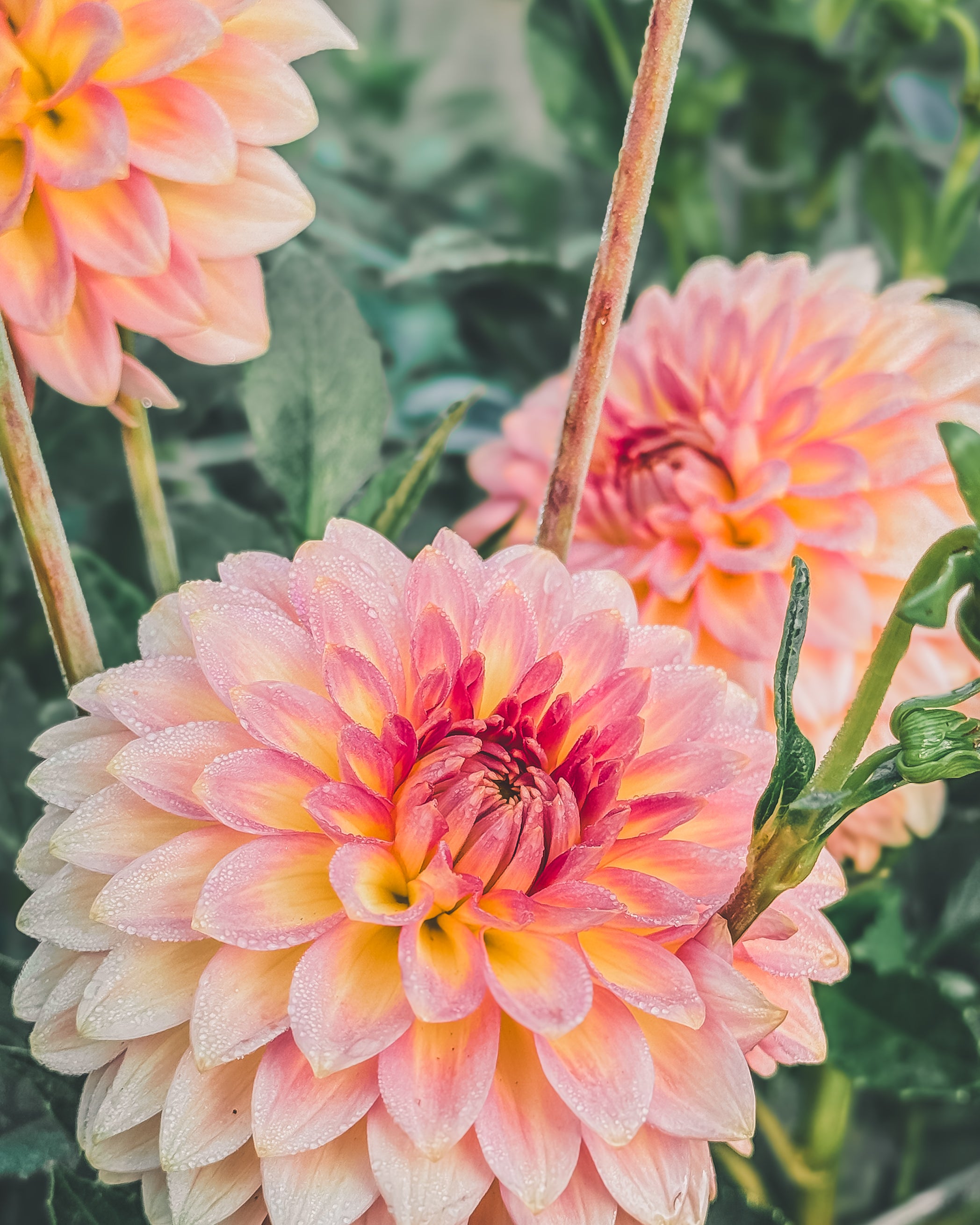 Close-up of three pink dahlias with a blurred green background