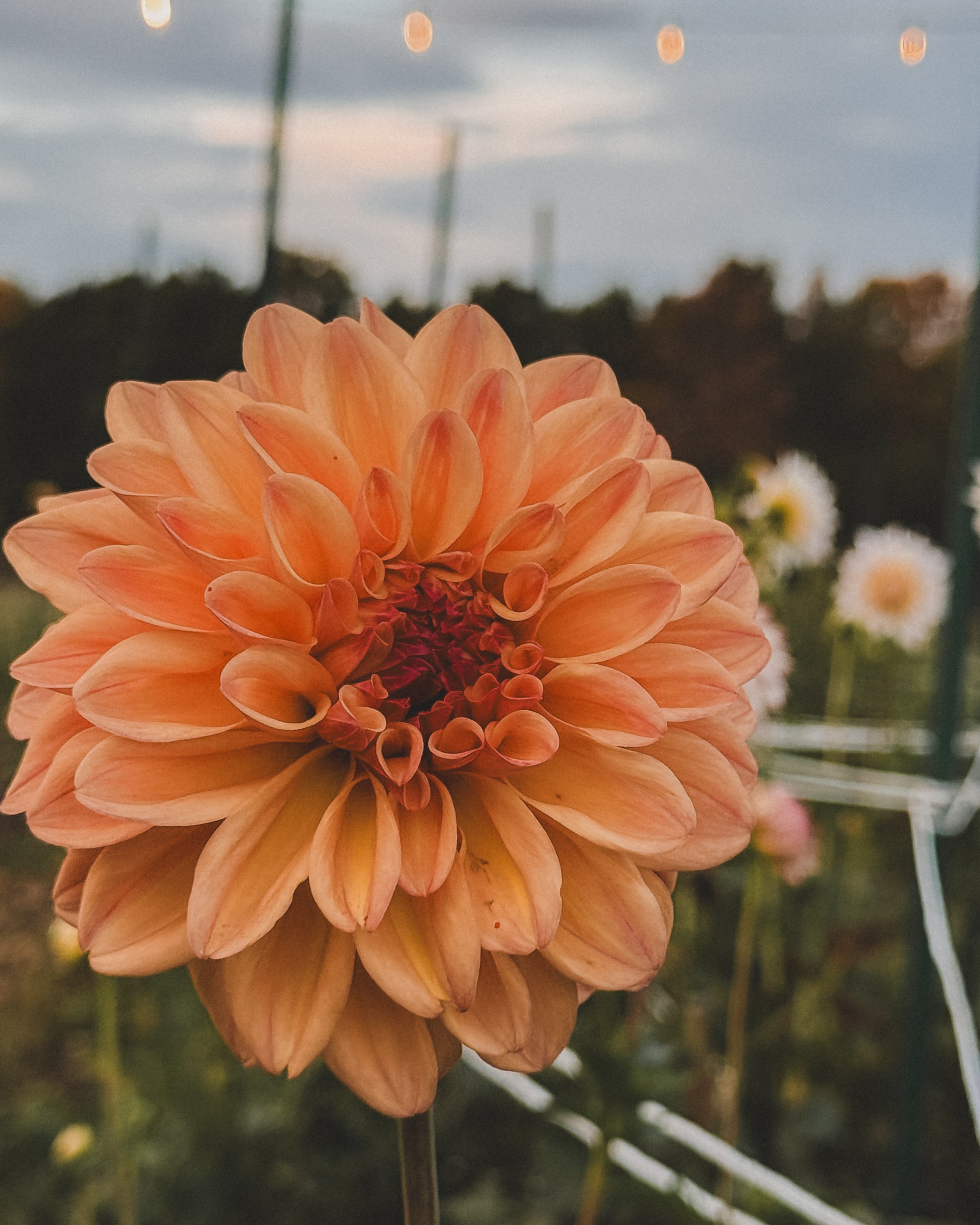 Close-up of a peach-colored flower with a blurred background