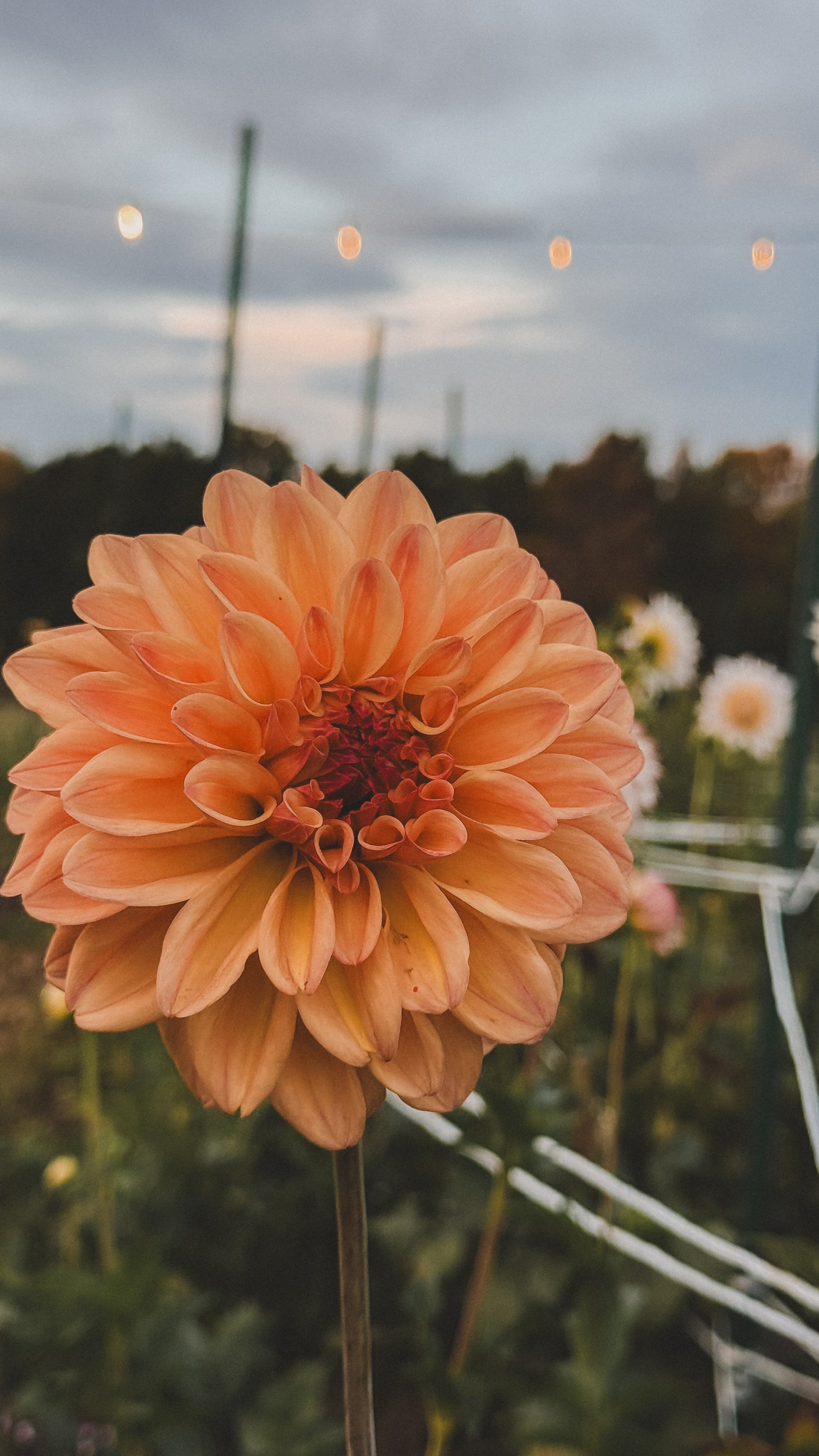 Close-up of a peach-colored flower with a blurred background