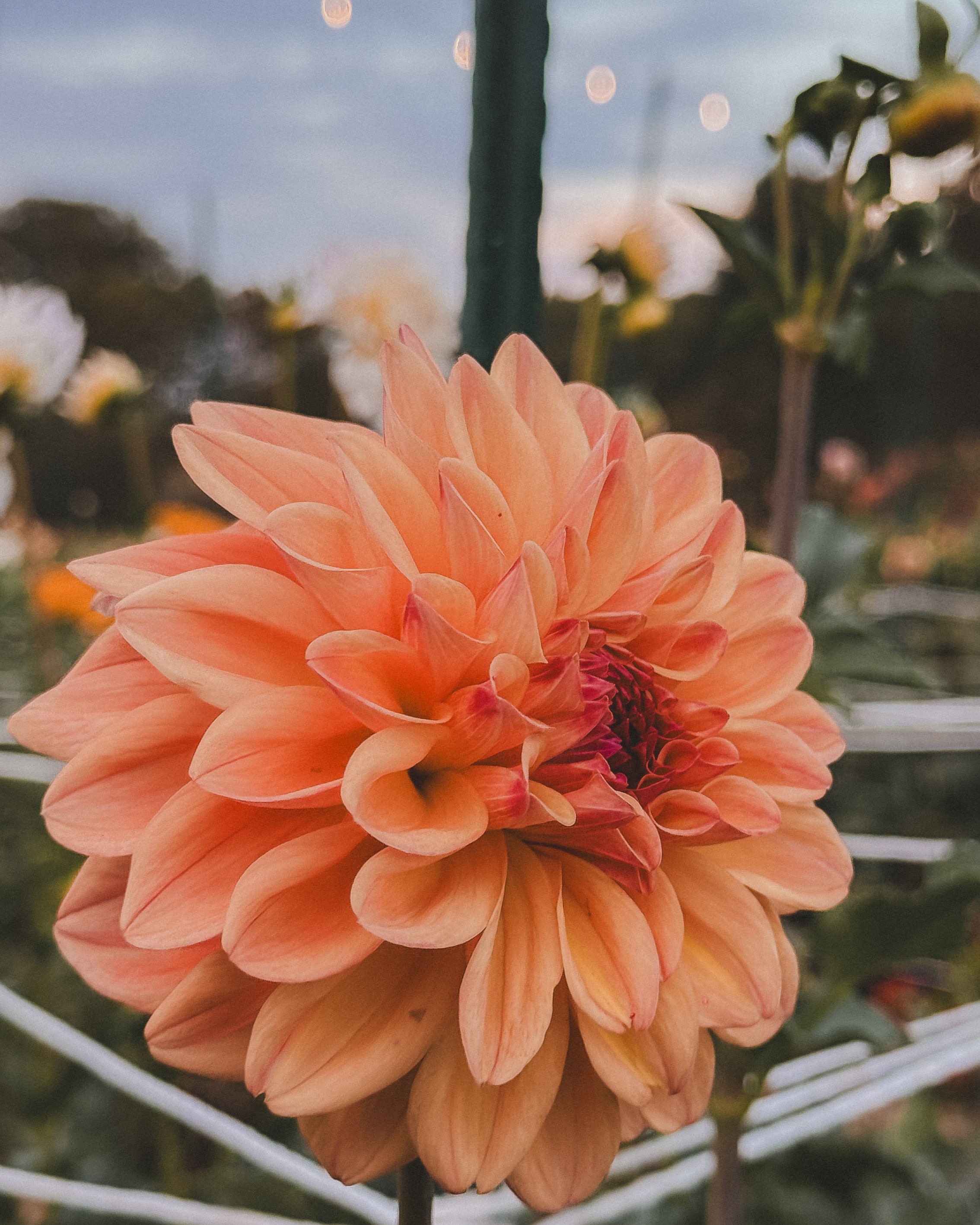 Close-up of a peach-colored flower with a blurred garden background