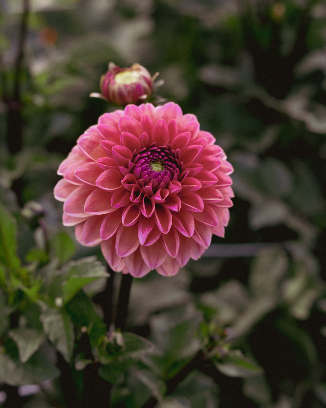 Pink flower with a green blurred background