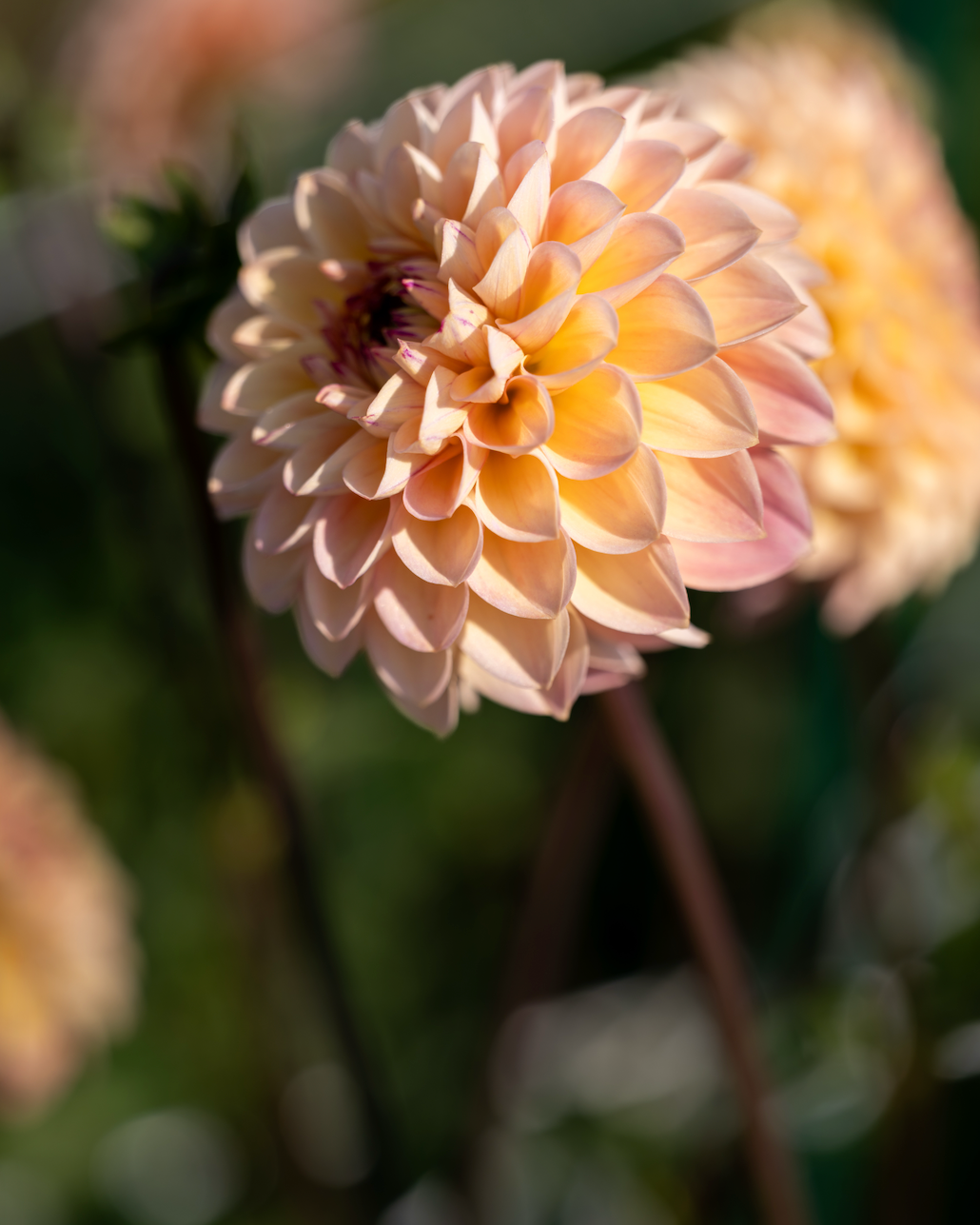 Close-up of a light pink flower with a blurred green background