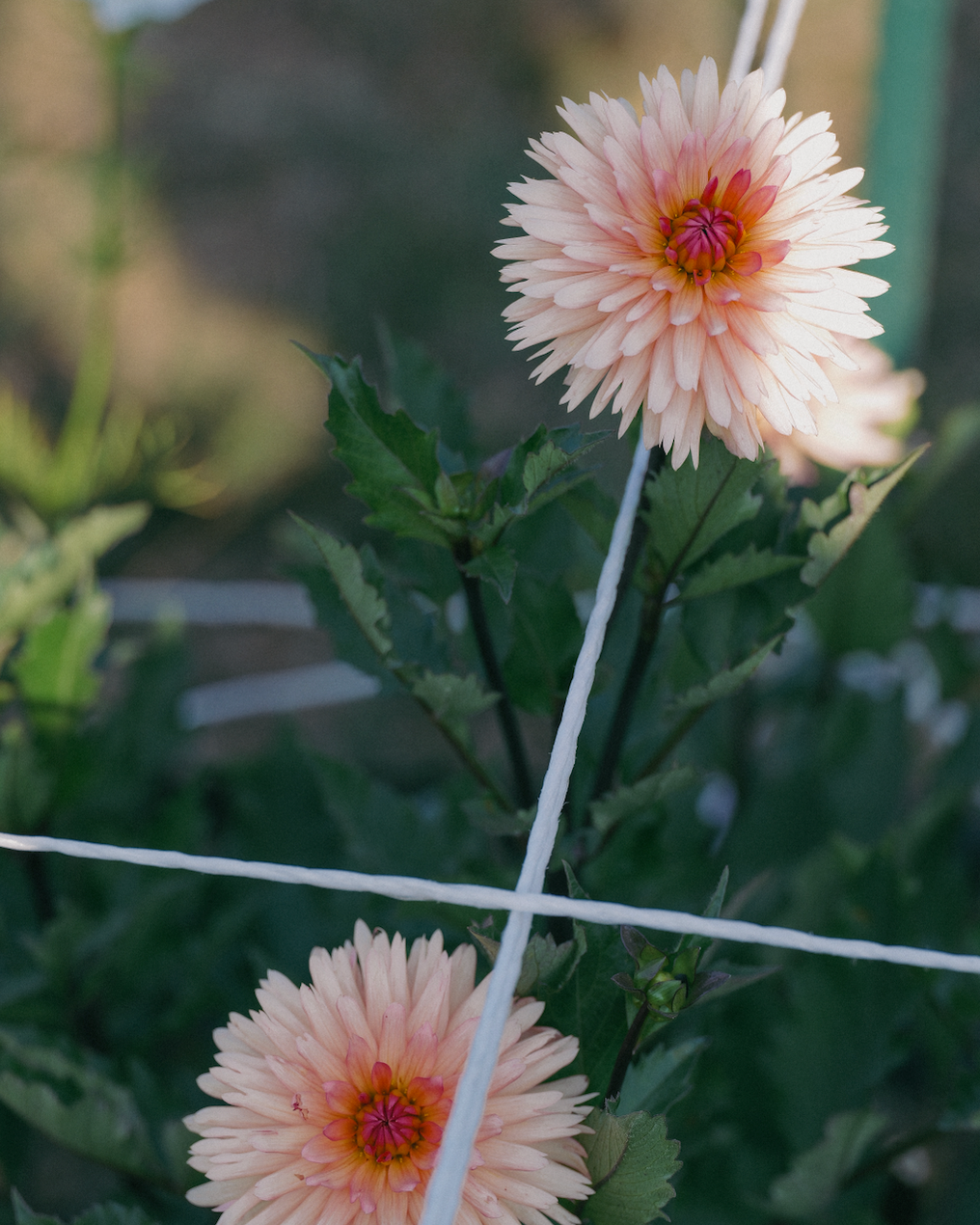 Two large peach-colored flowers with green leaves on a blurred natural background