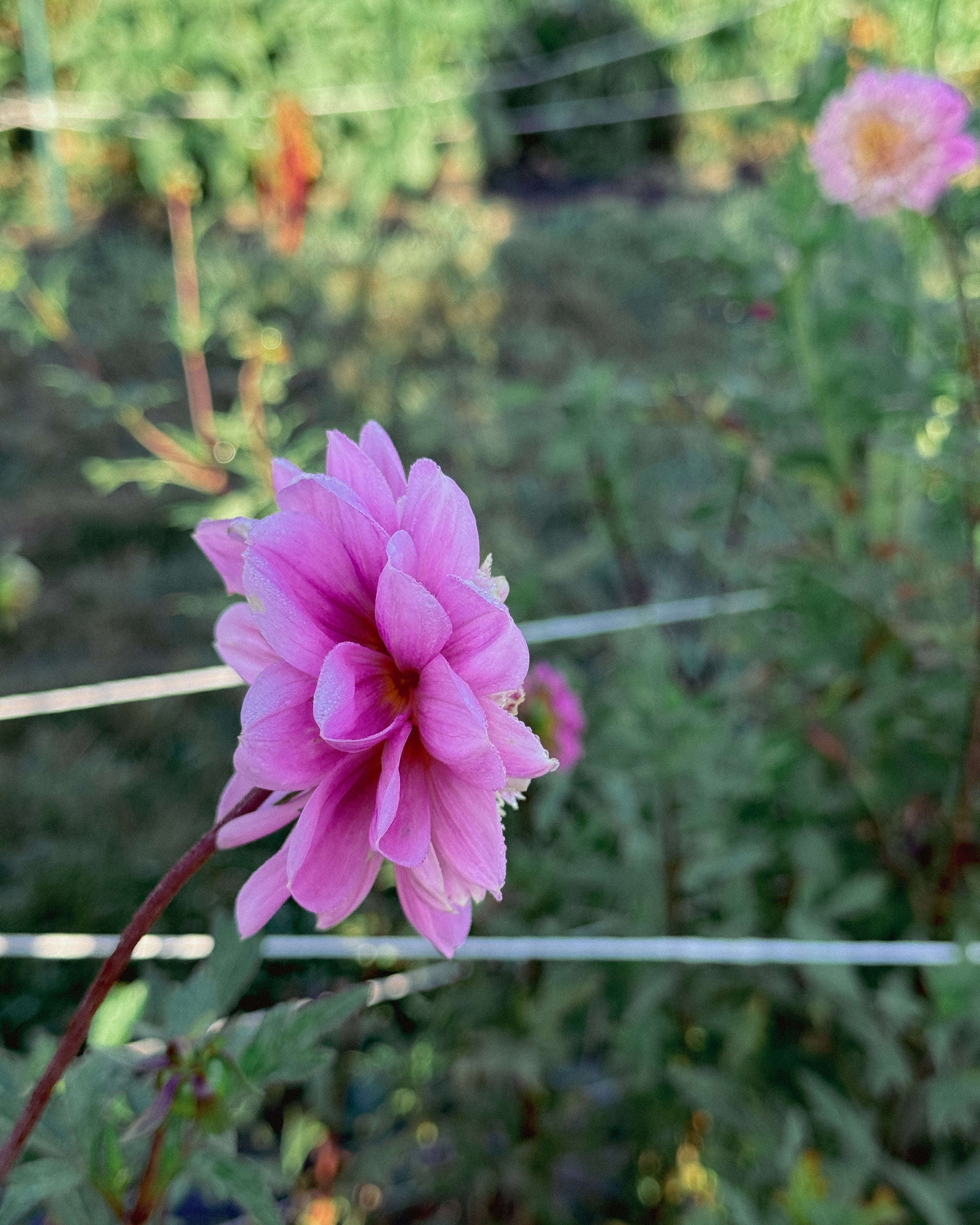 Pink flower with a blurred green background