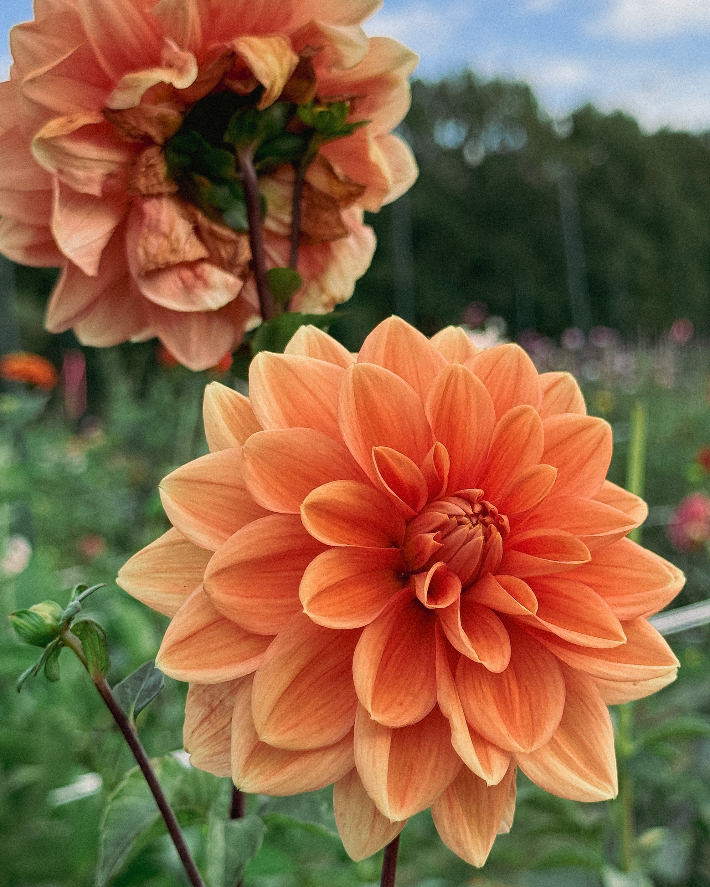 Two orange flowers with a blurred natural background