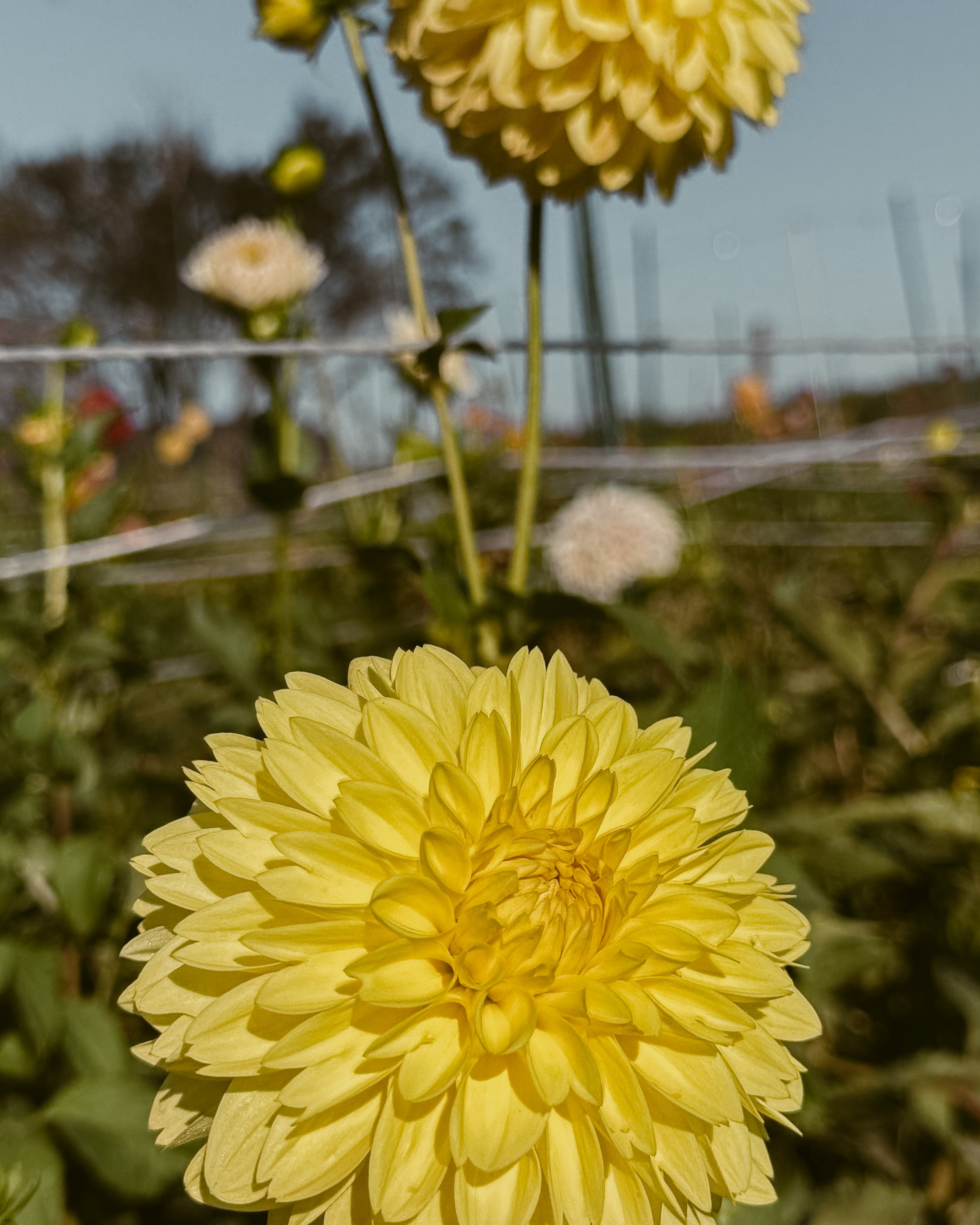 Two large yellow flowers in a field with a blurred background