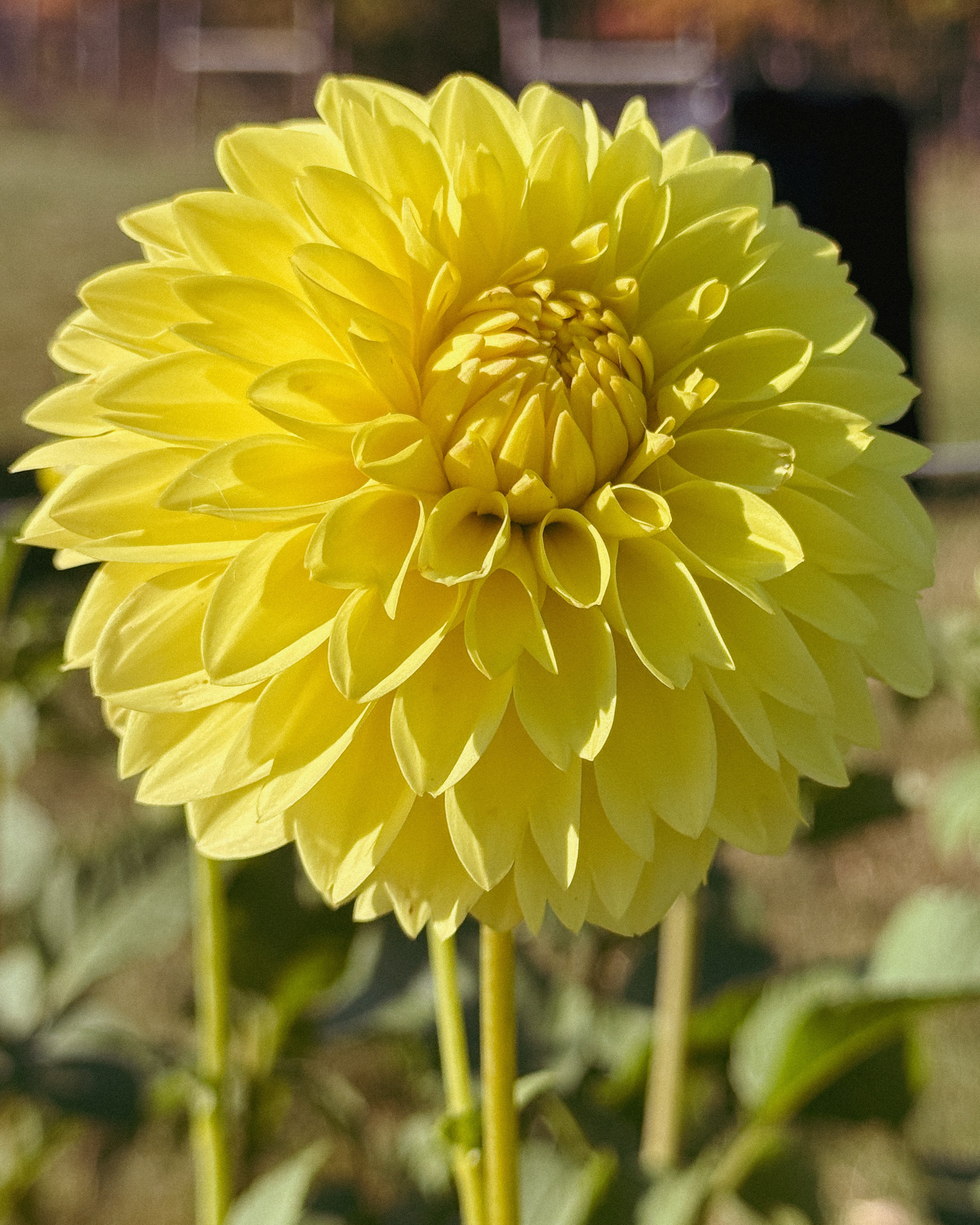 Yellow flower with a blurred natural background