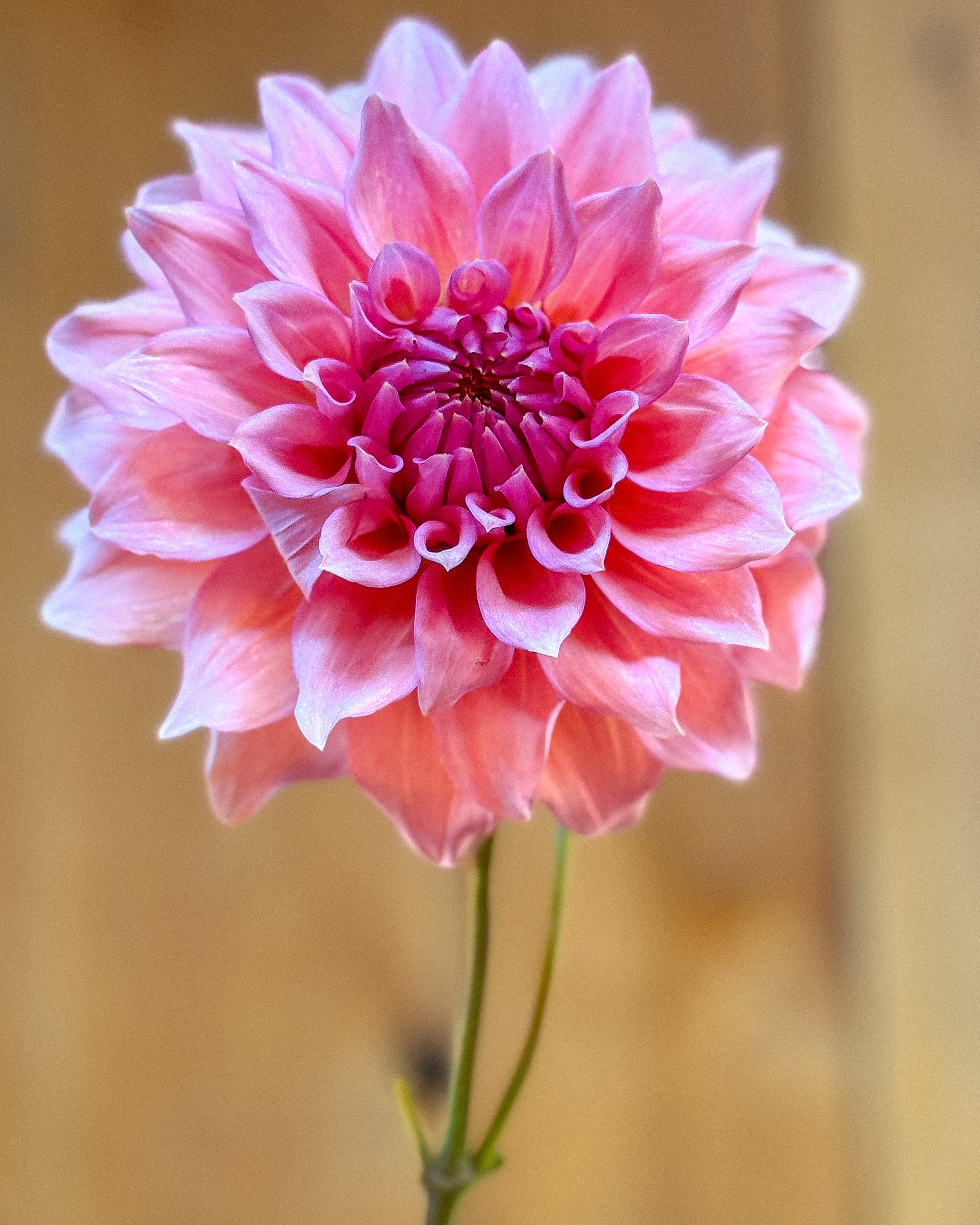 Pink dahlia flower against a blurred wooden background