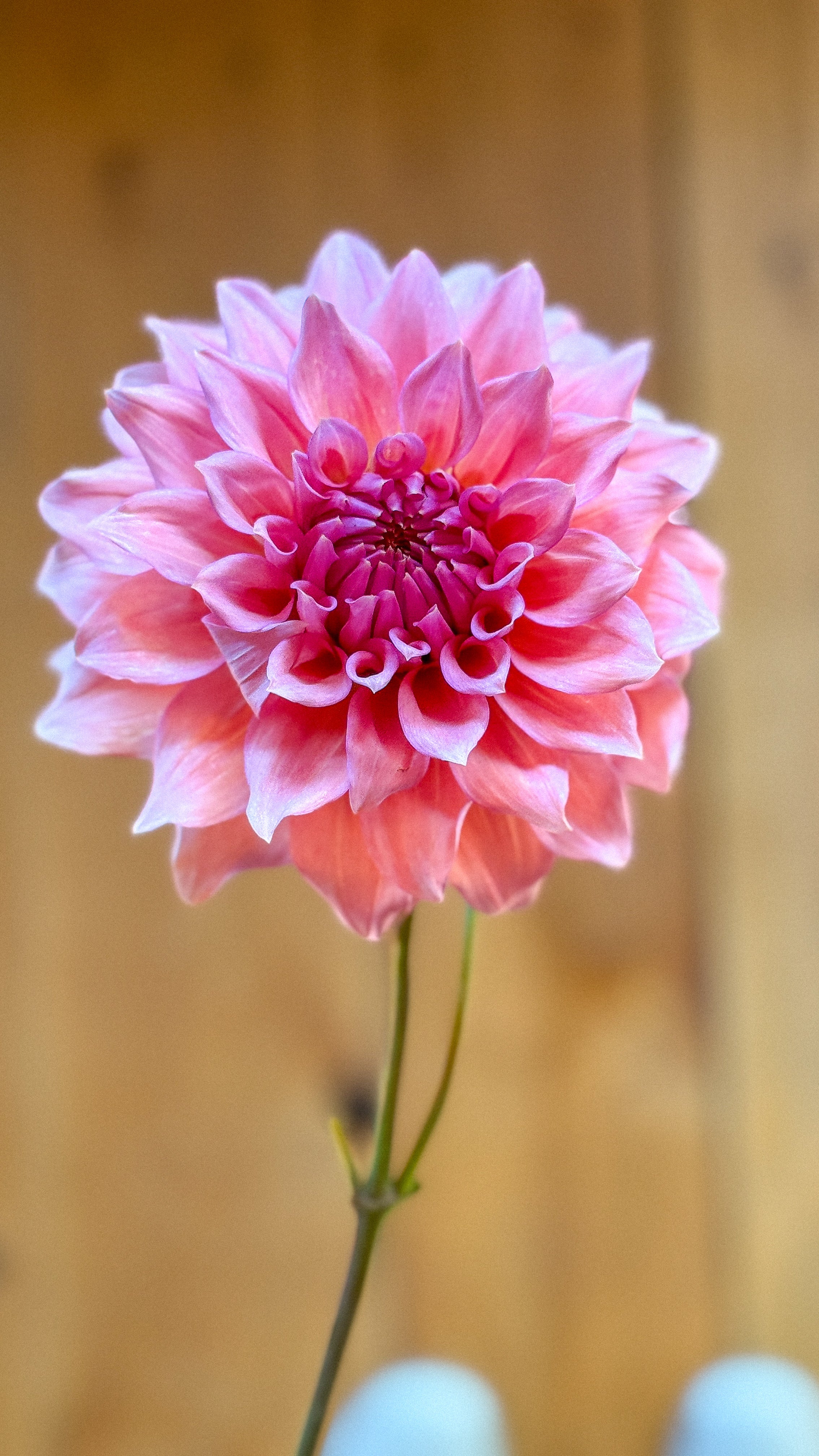 Pink dahlia flower against a blurred wooden background