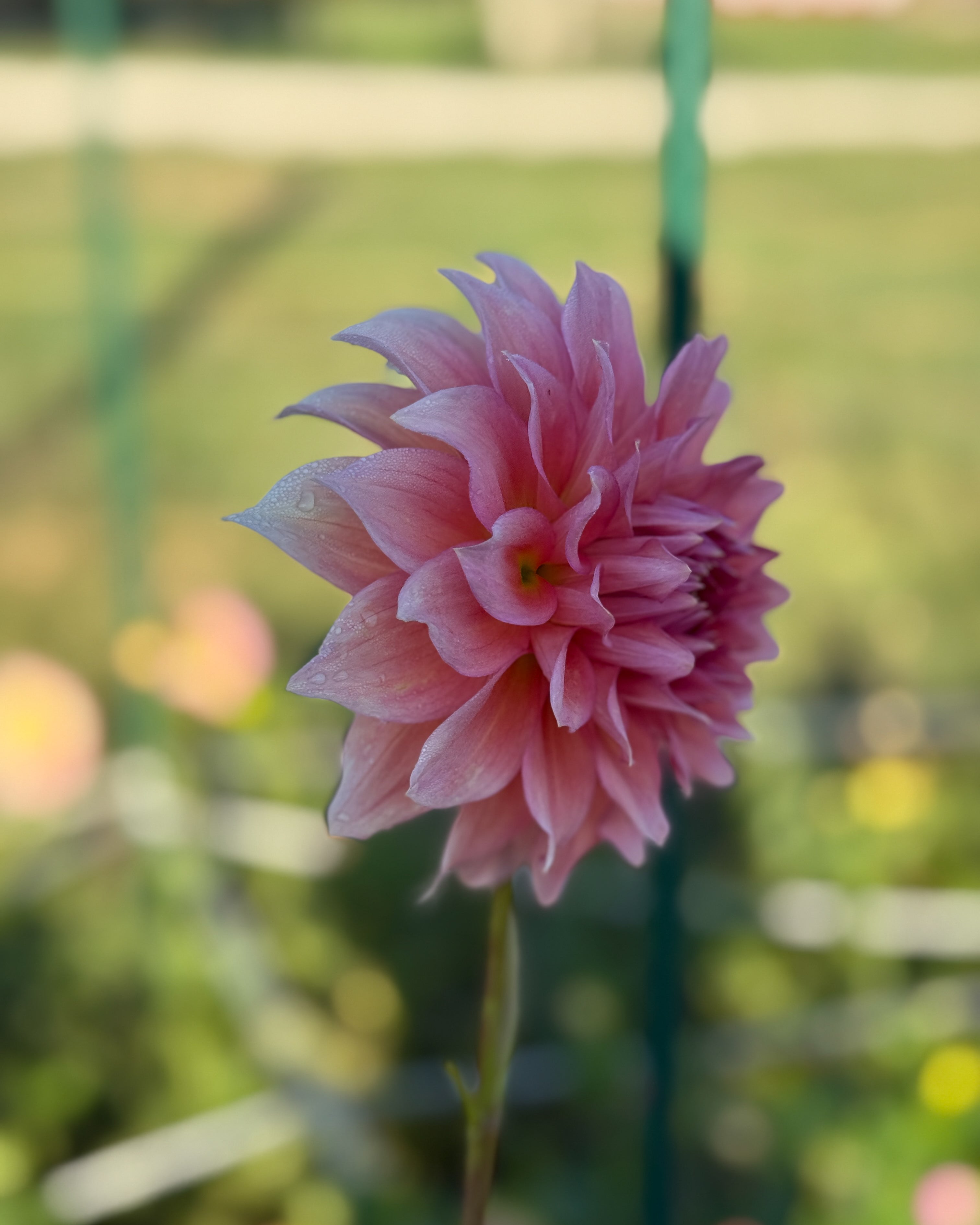 Close-up of a pink flower with a blurred green background