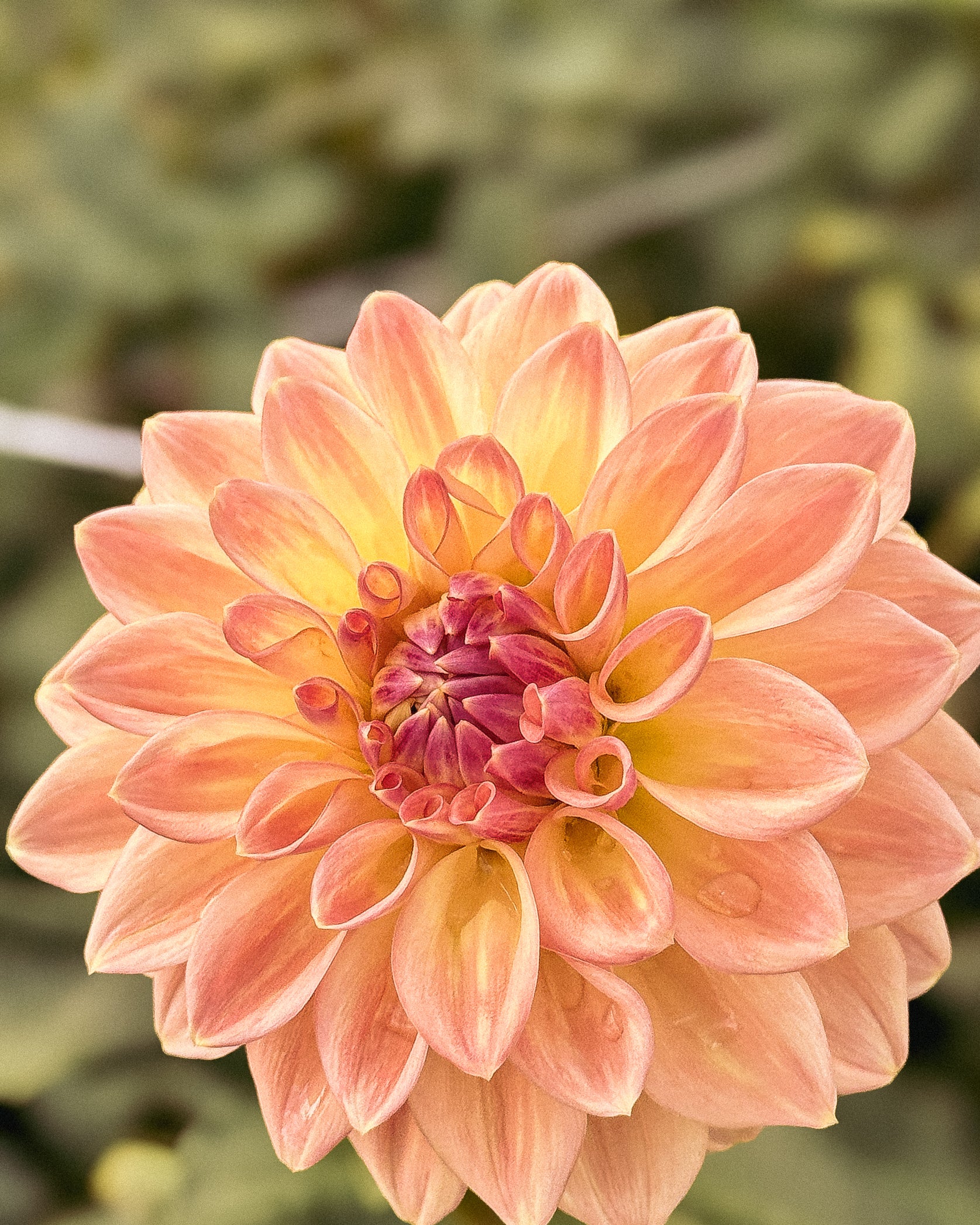 Close-up of a peach-colored flower with a blurred green background