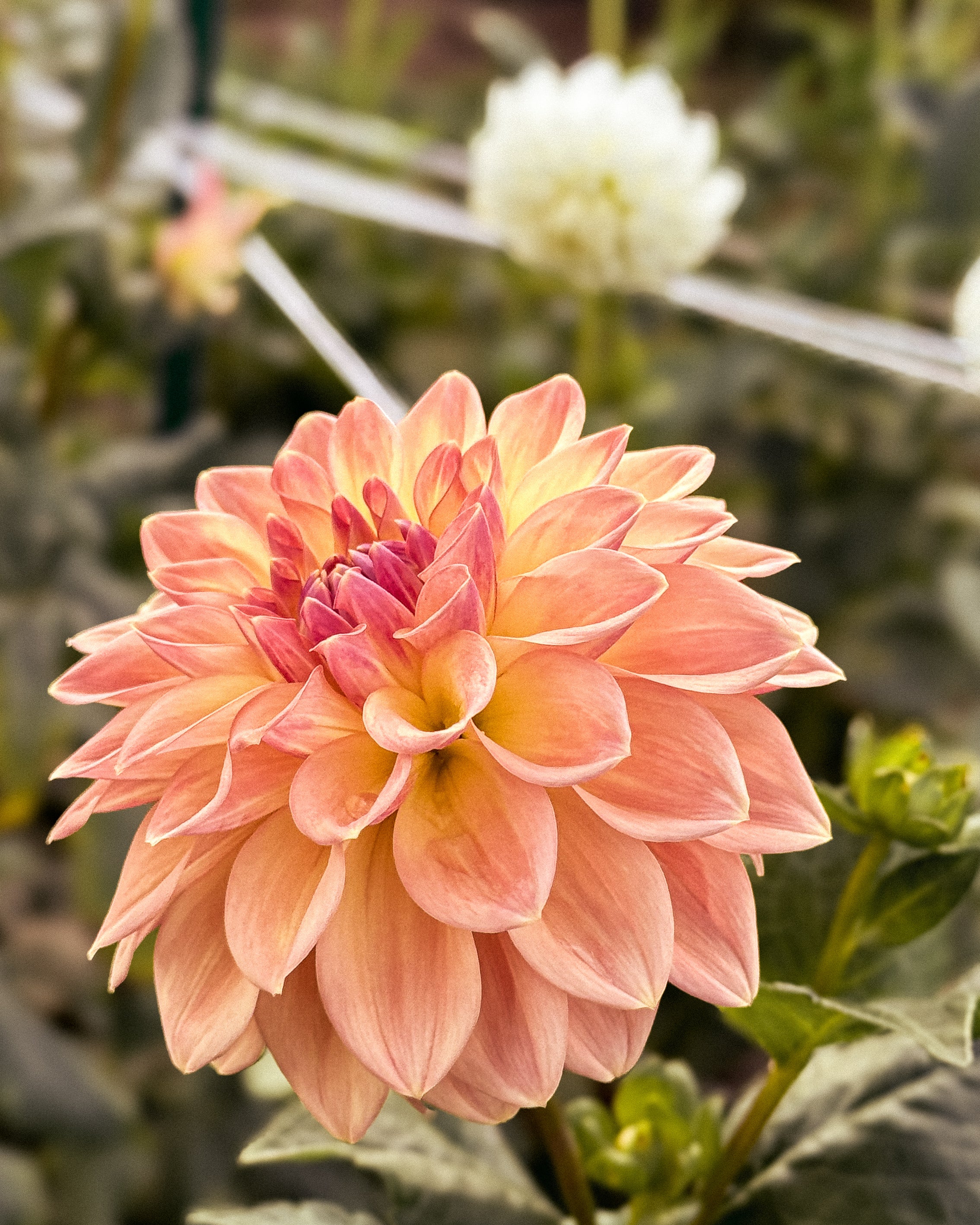 Peach-colored flower with green leaves in a garden setting