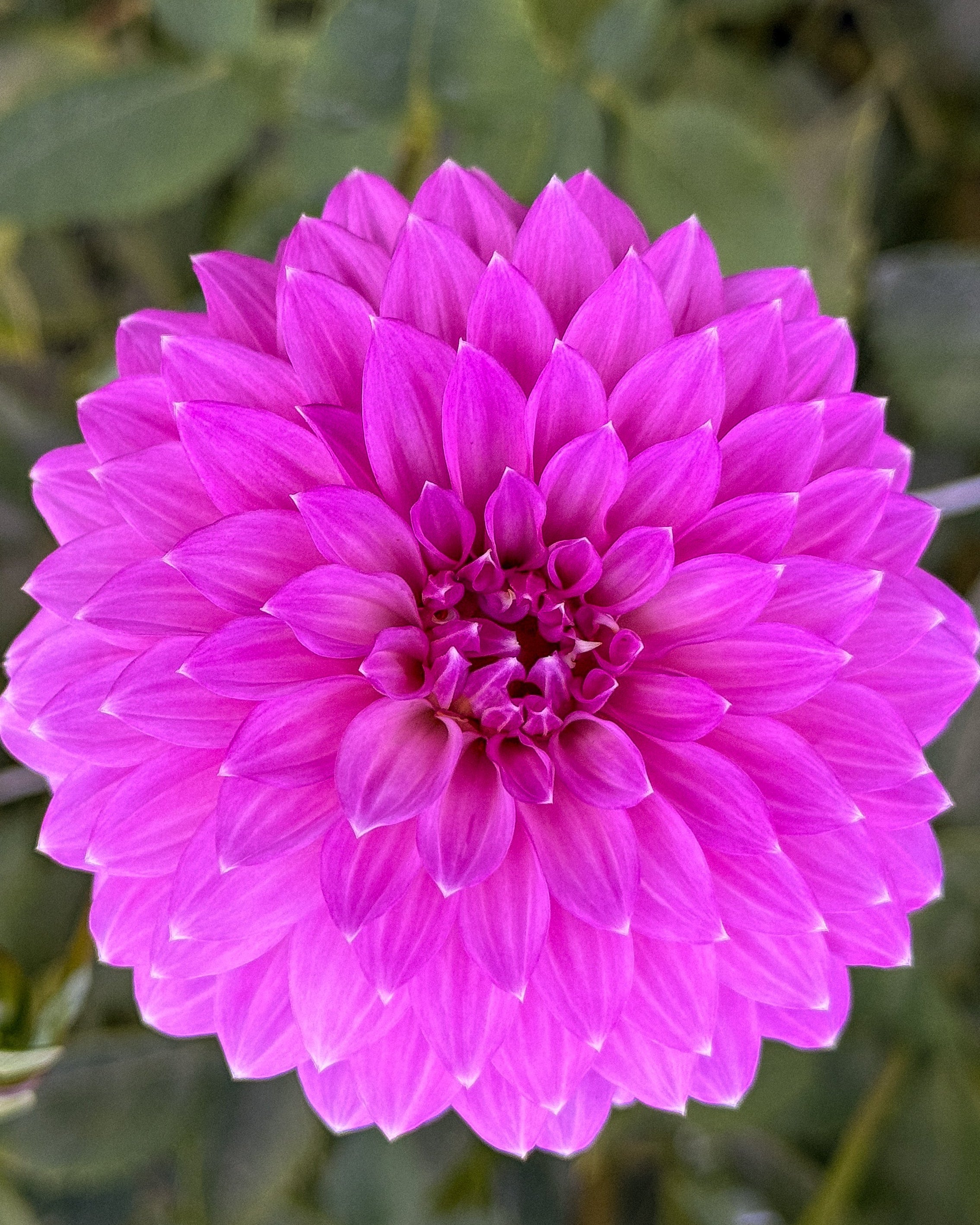 Close-up of a vibrant pink flower with a blurred green background