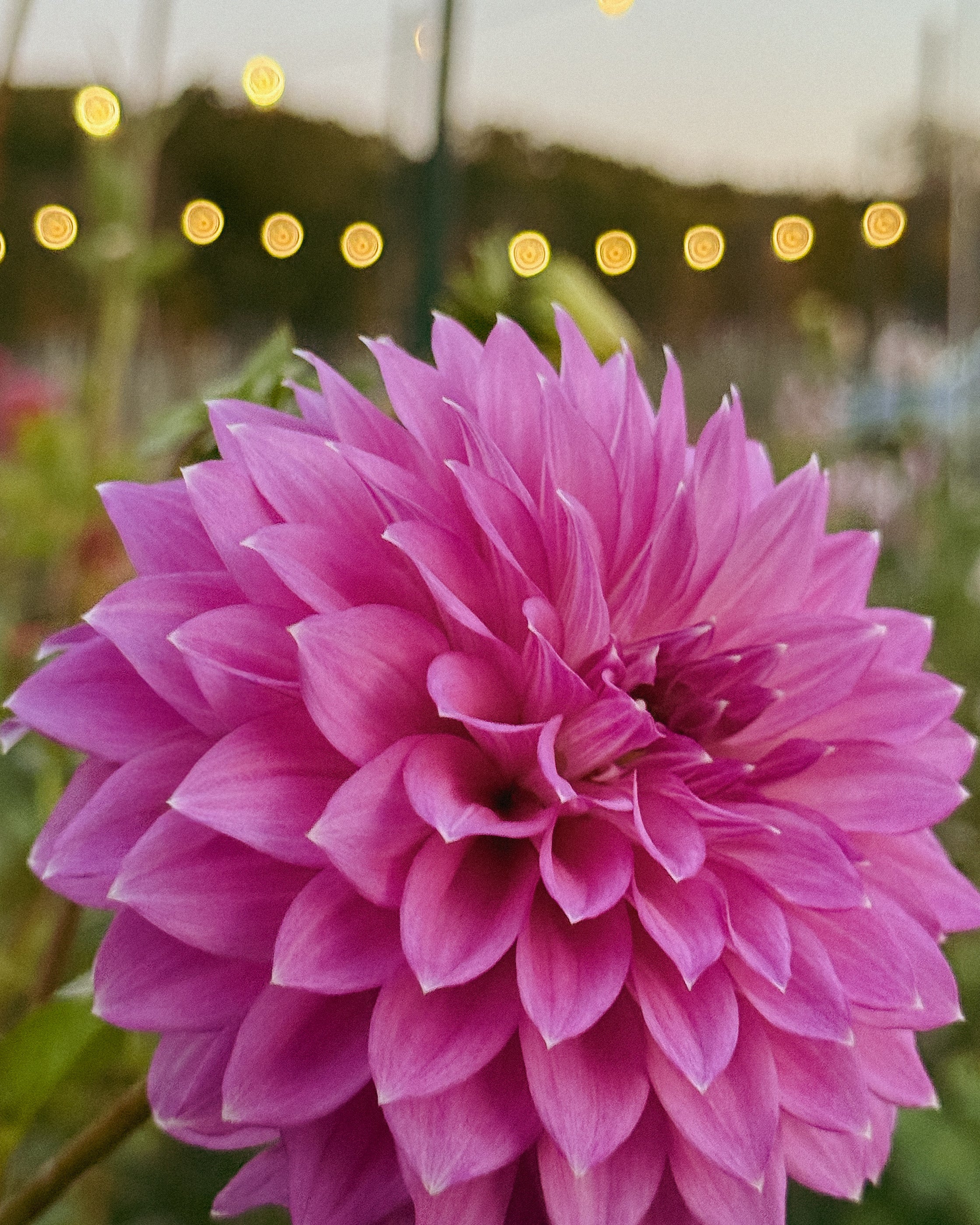 Close-up of a pink flower with blurred lights in the background