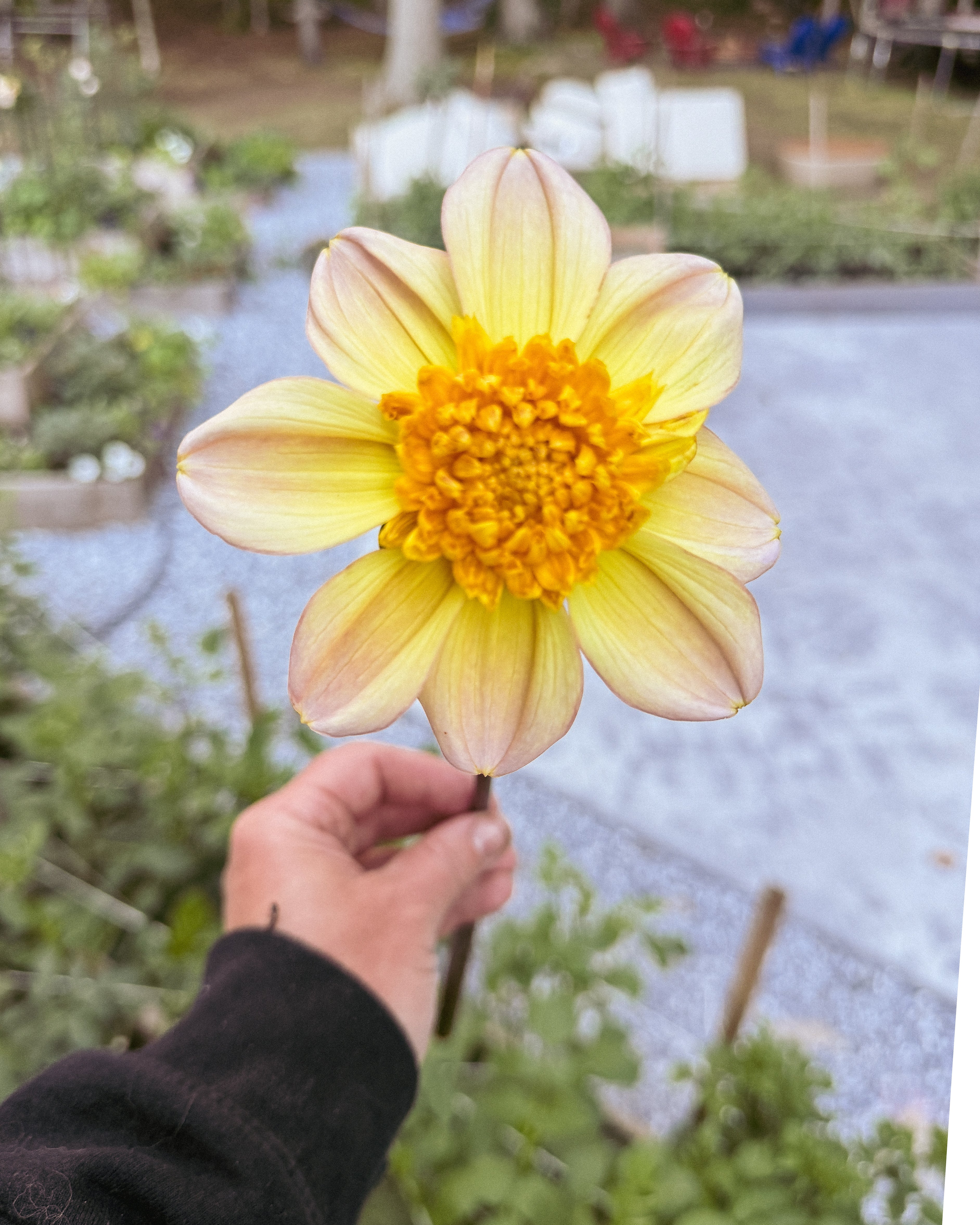 Hand holding a large yellow dahlia with a blurred garden background