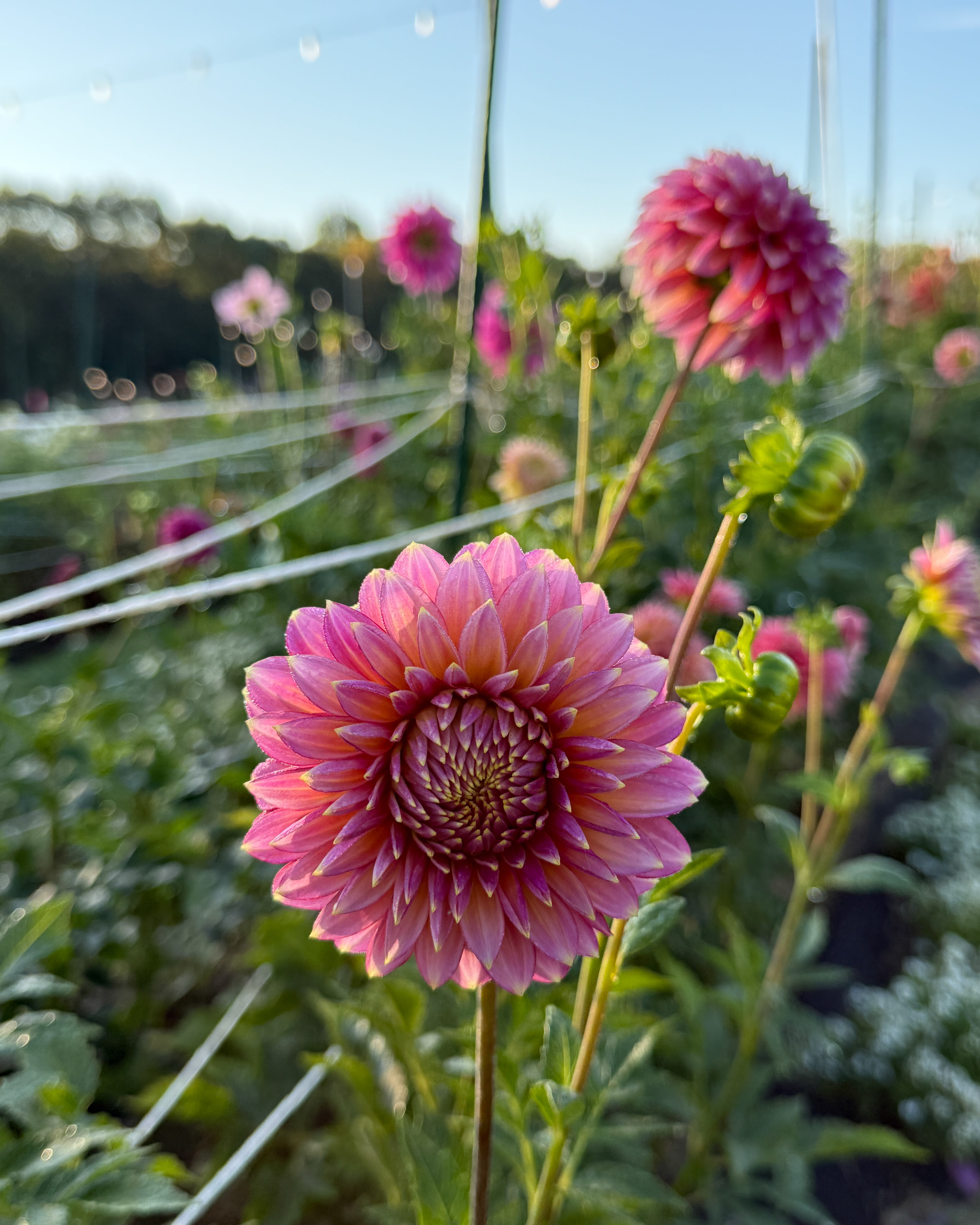 Pink dahlia flower in a garden with a blurred background