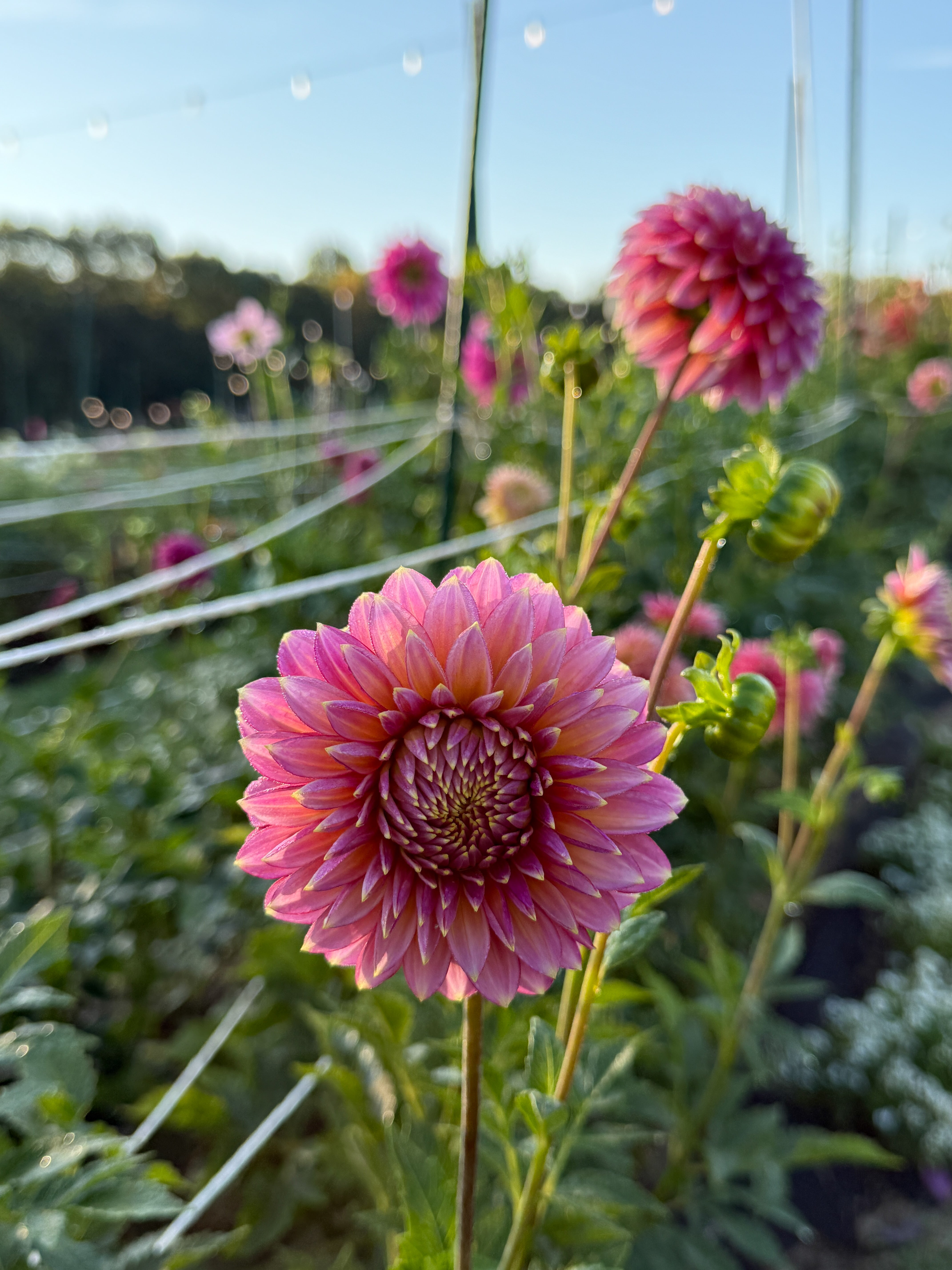 Pink dahlia flower in a garden with a blurred background