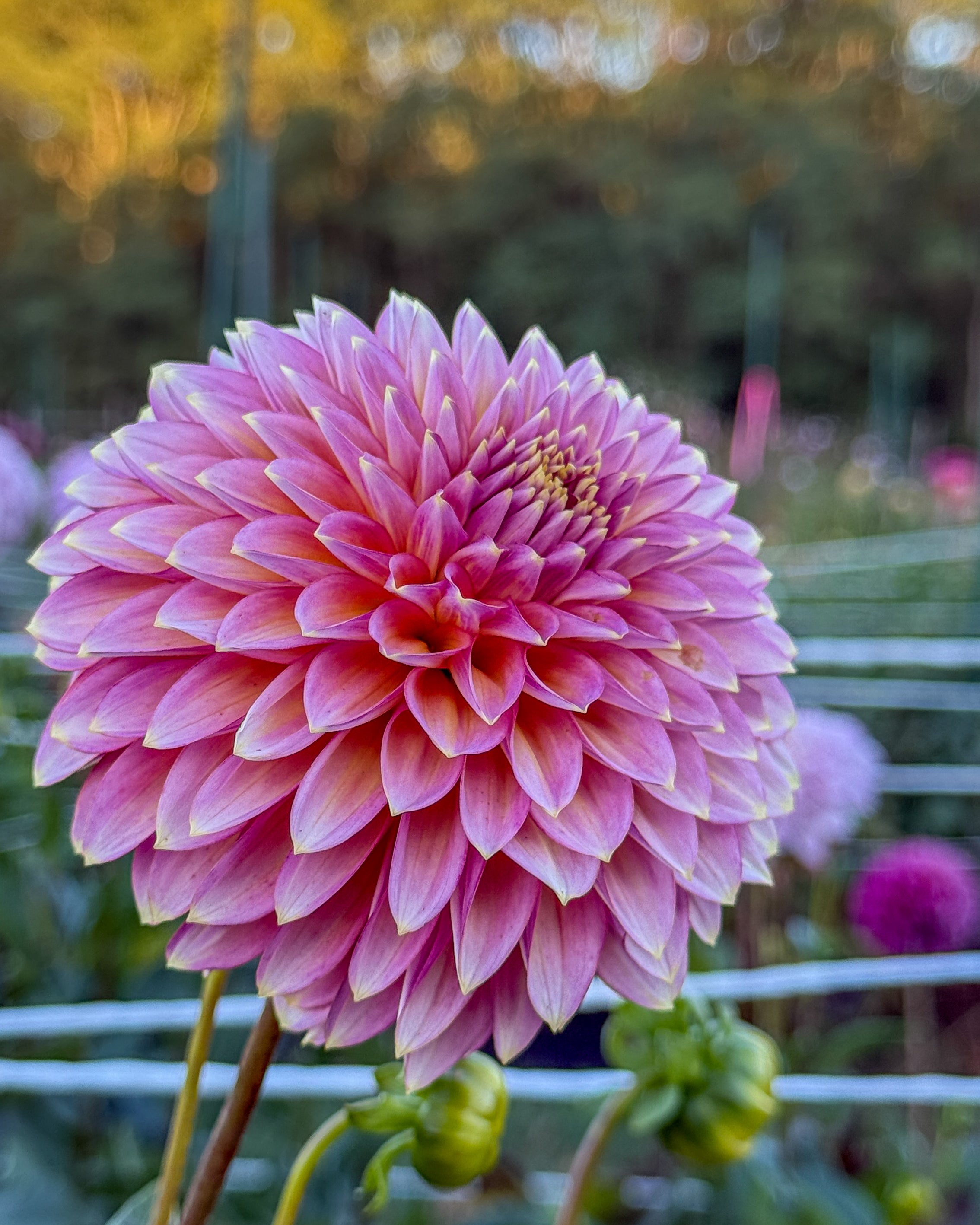 Pink flower with a blurred natural background