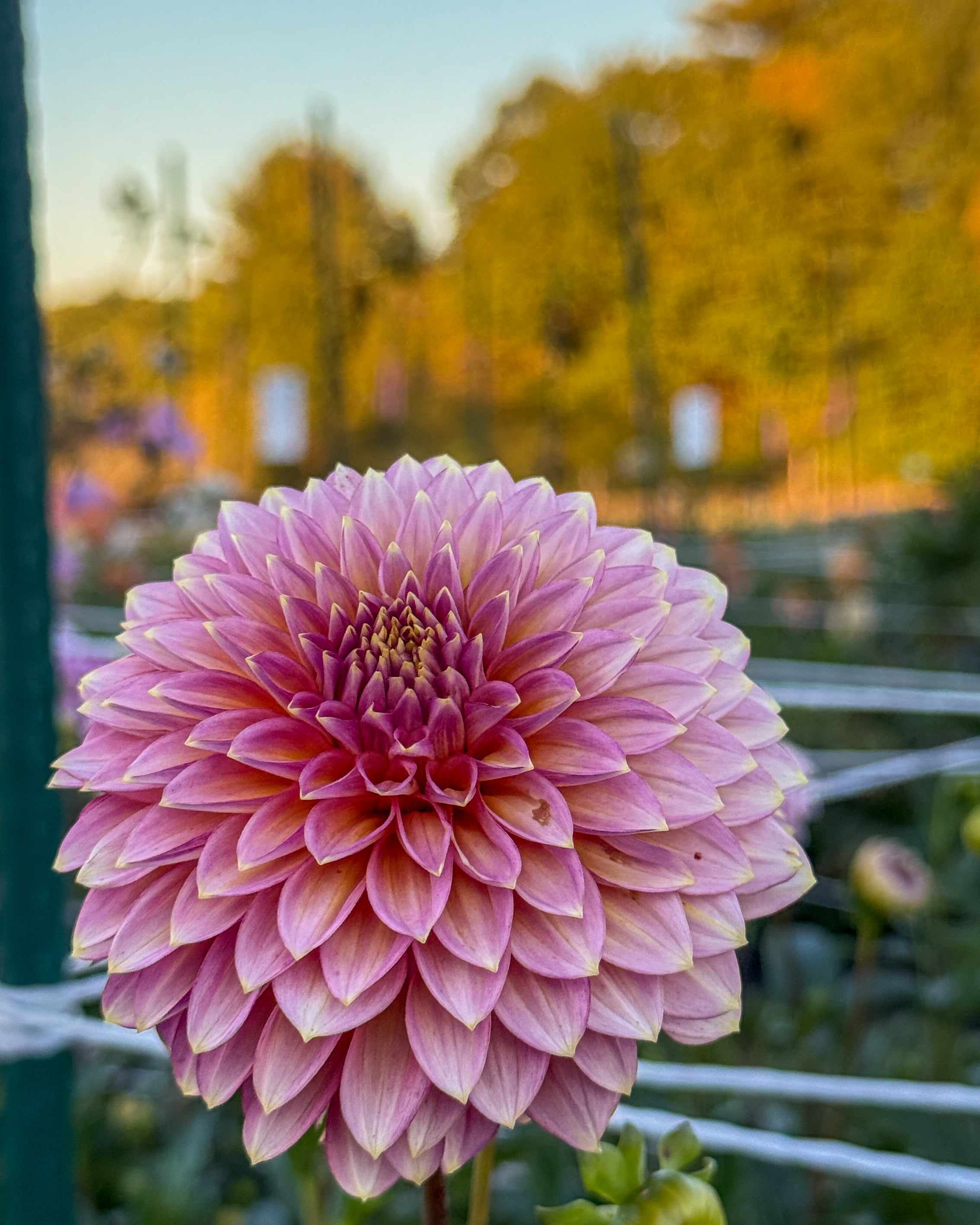 Pink flower with a blurred background of trees and sky