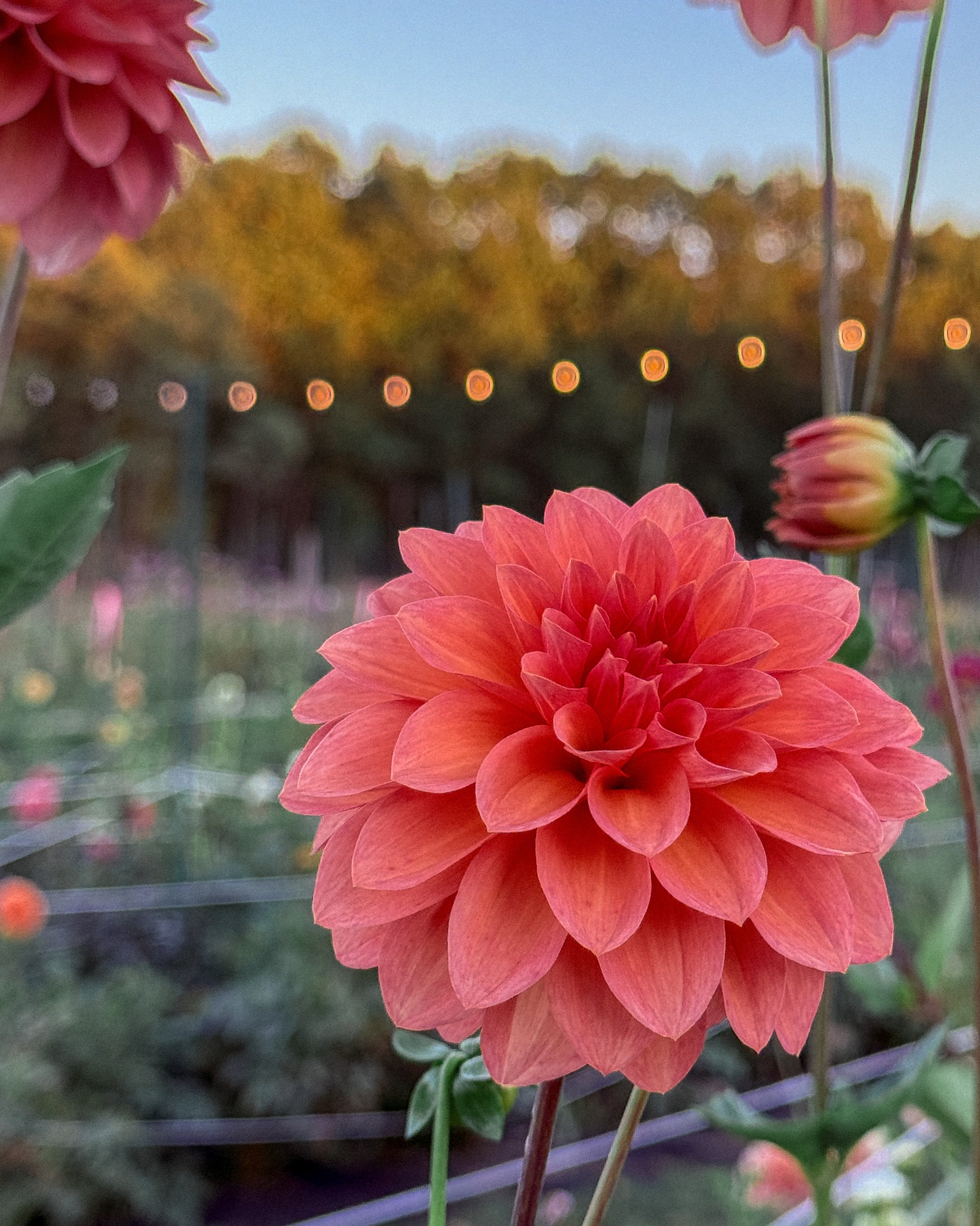 Close-up of a pink flower with blurred background