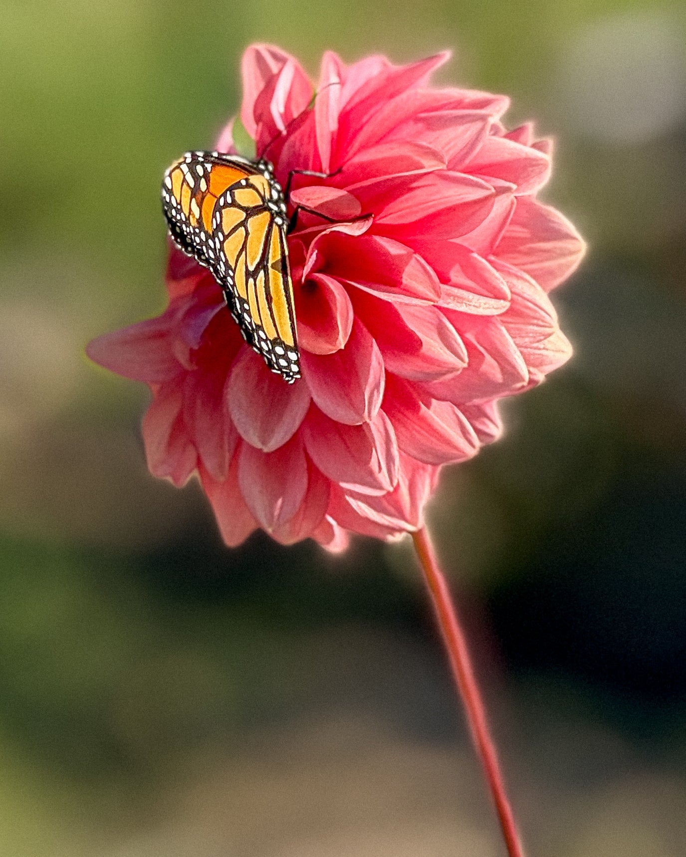 Butterfly on a pink flower with a blurred green background
