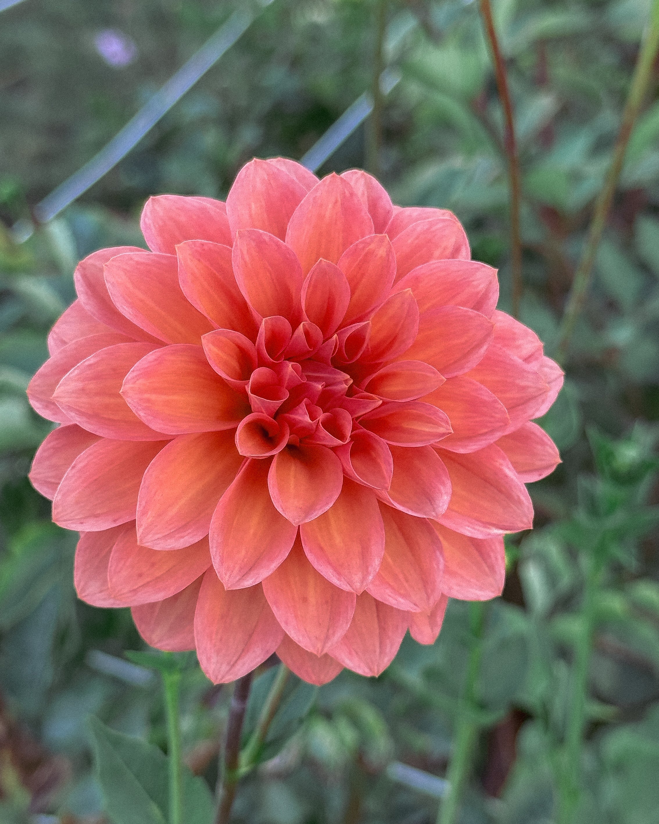 Peach-colored flower with green leaves in the background