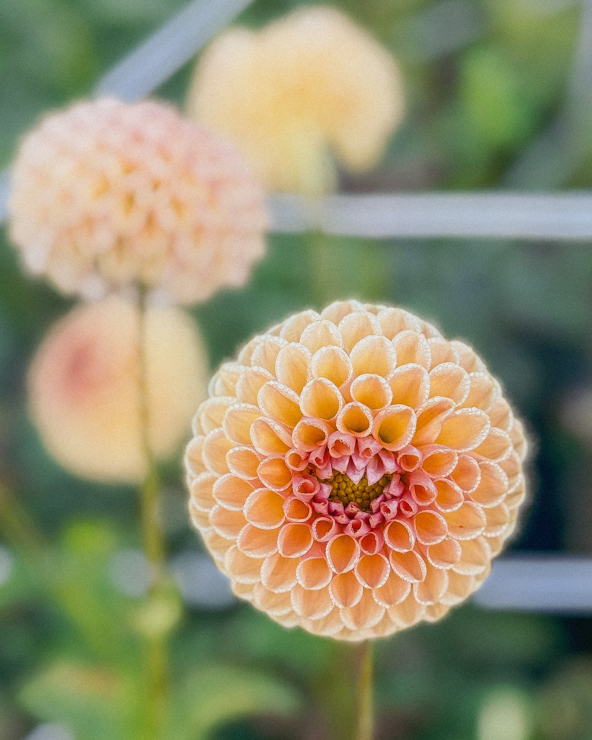 Close-up of a peach-colored flower with a blurred green background