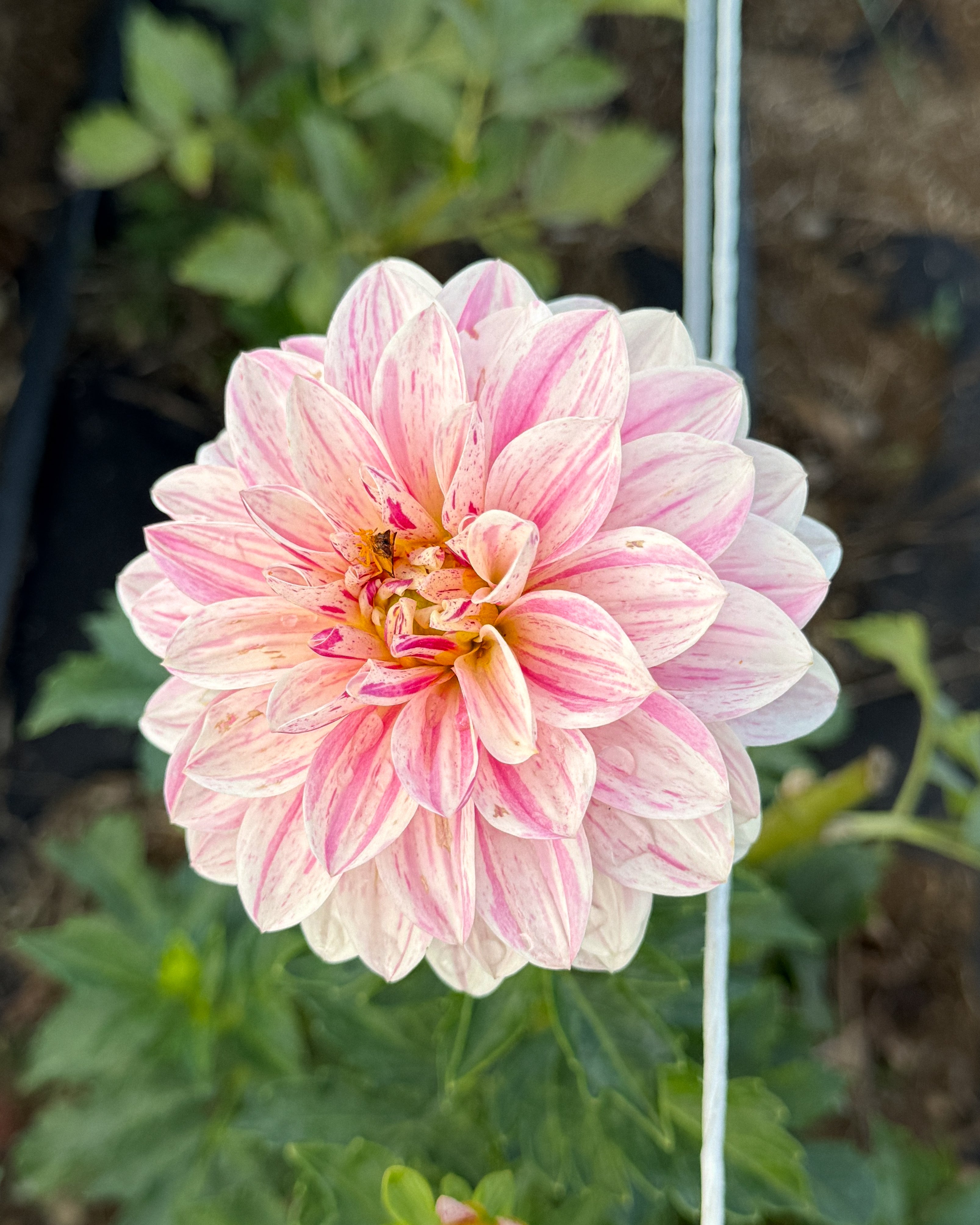 Pink dahlia flower with green leaves in the background