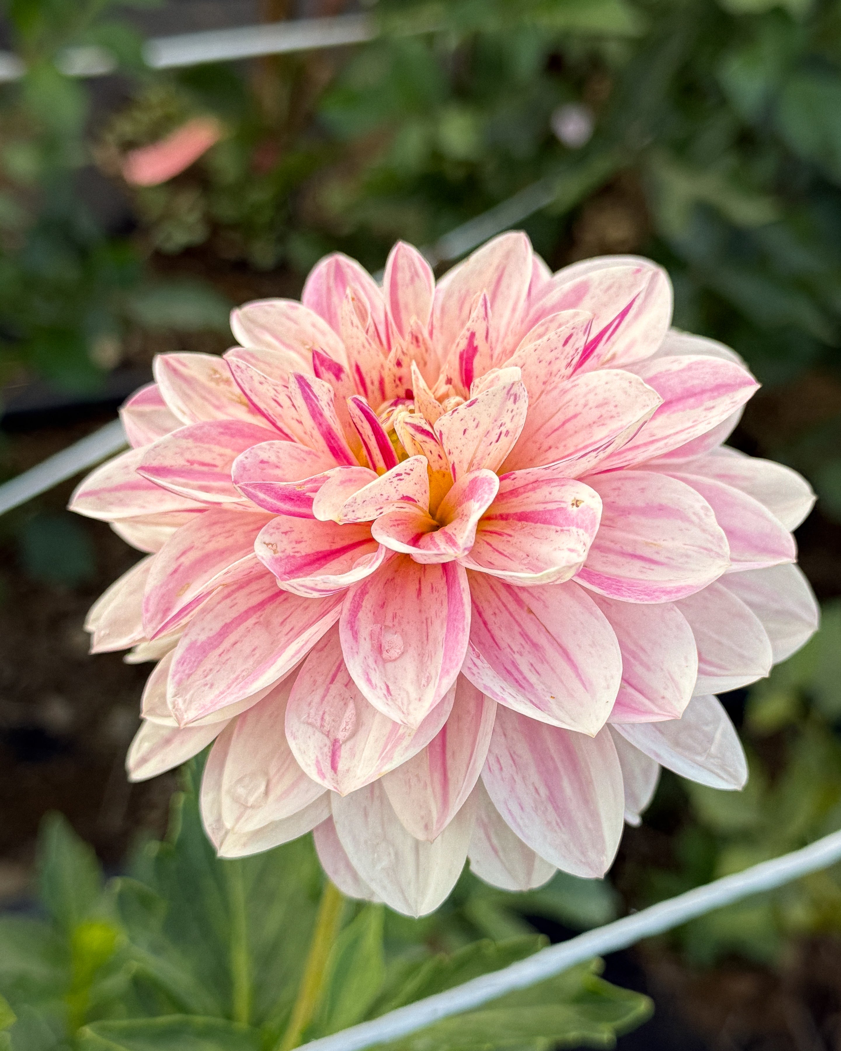Pink flower with green leaves in the background