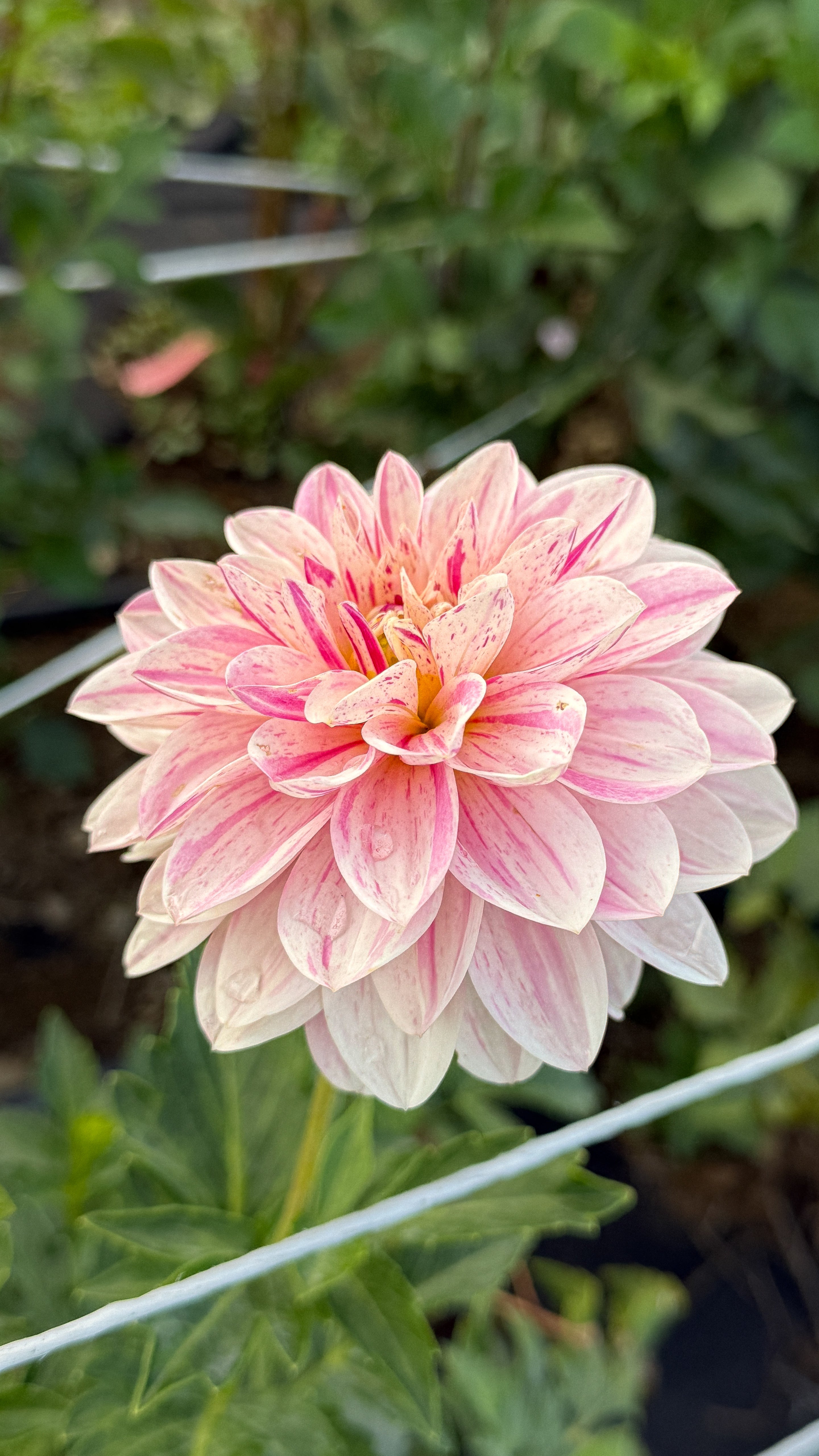 Pink flower with green leaves in the background