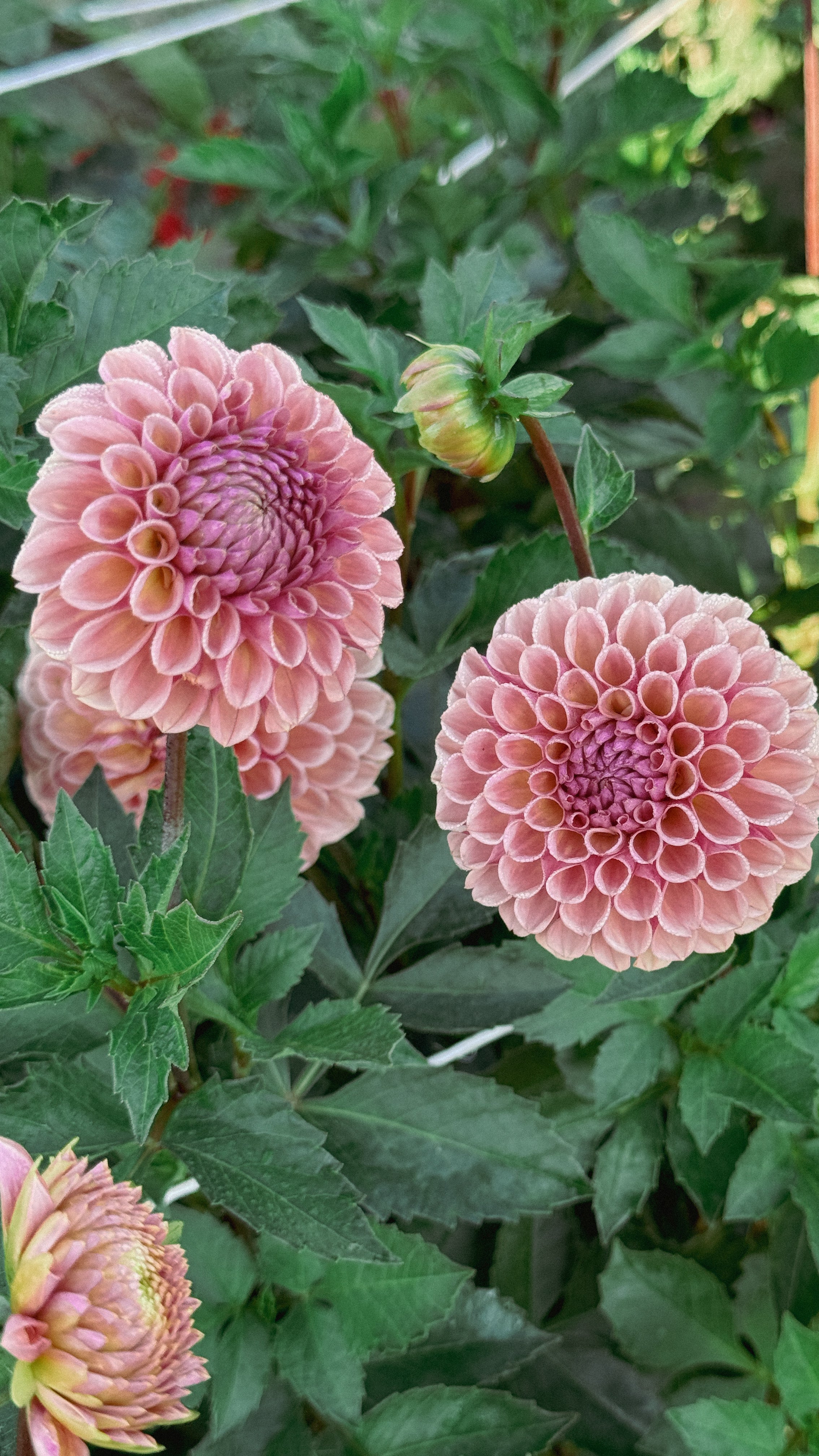 Pink dahlias with green leaves in a garden setting