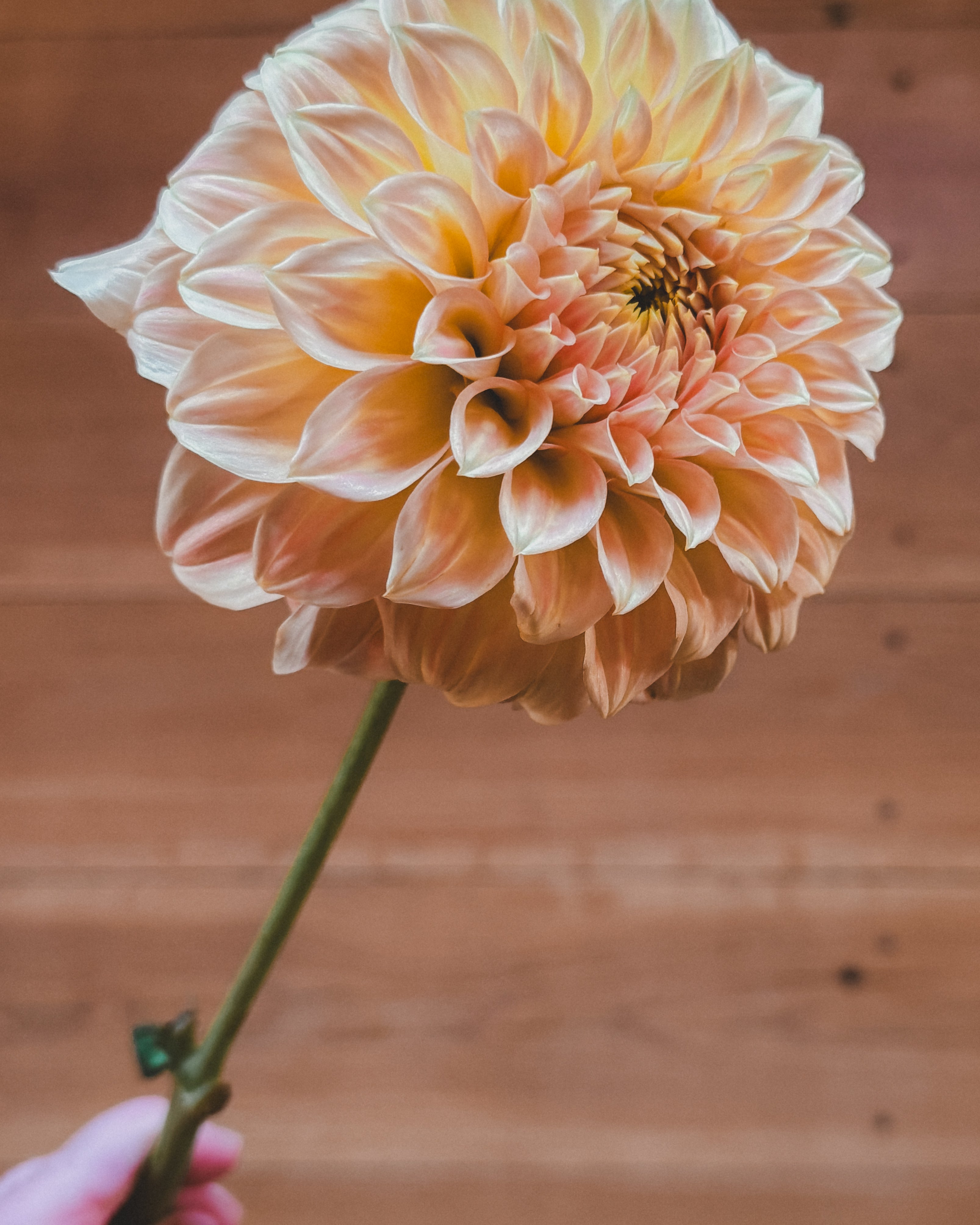 Large peach-colored flower held by a hand on a wooden floor.