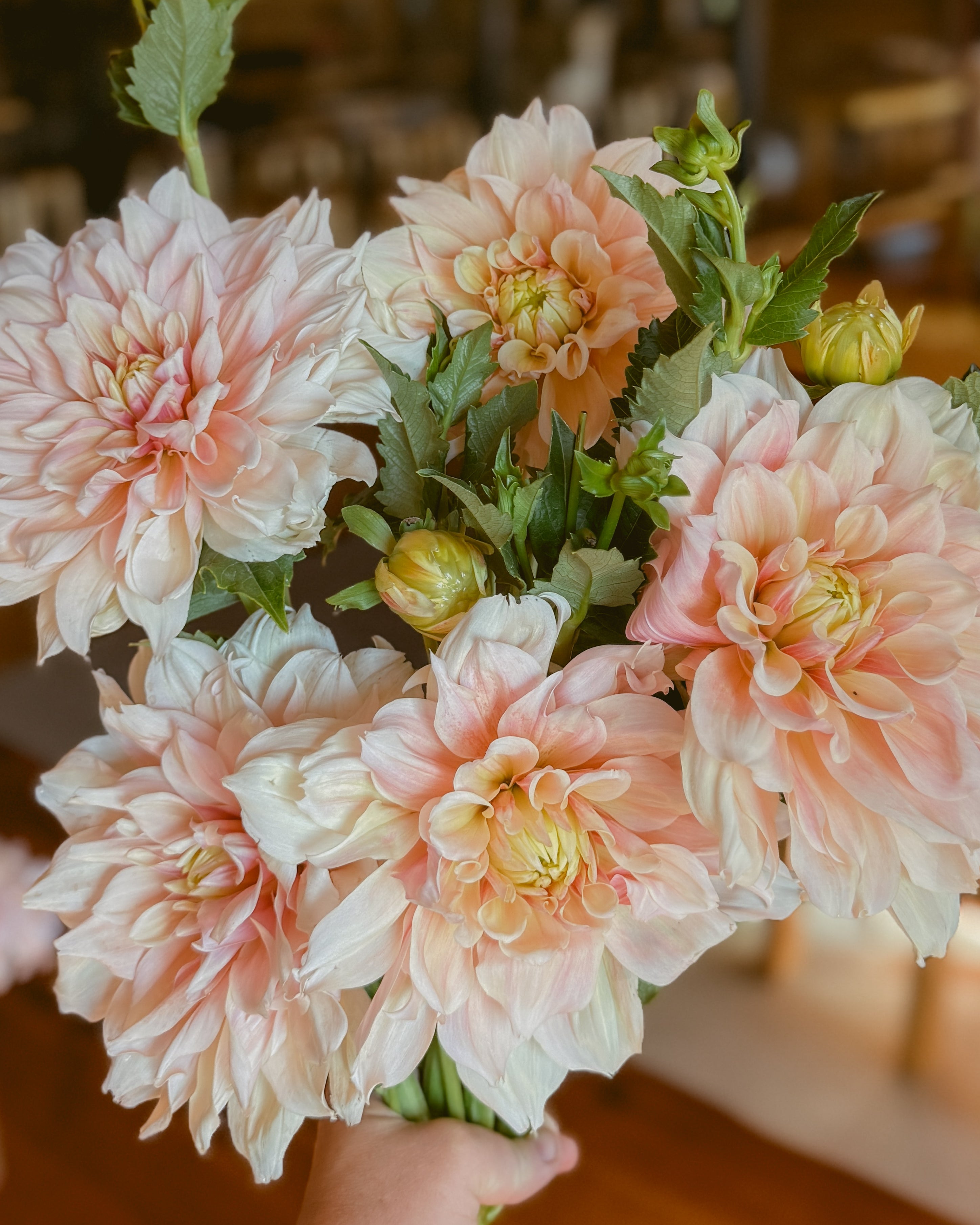 Bouquet of pink and peach dahlias held by a hand with a blurred background