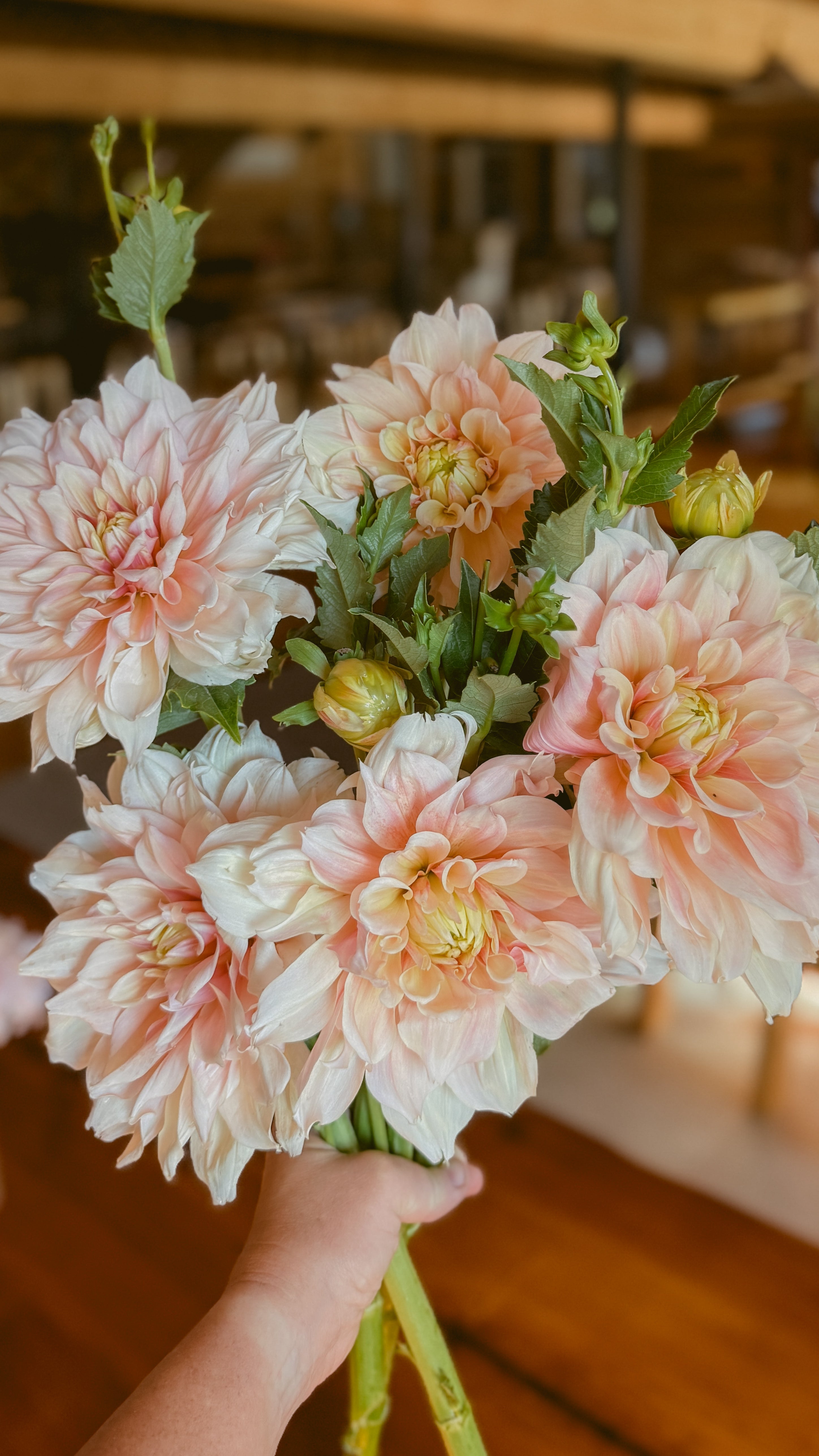 Bouquet of pink and peach dahlias held by a hand with a blurred background