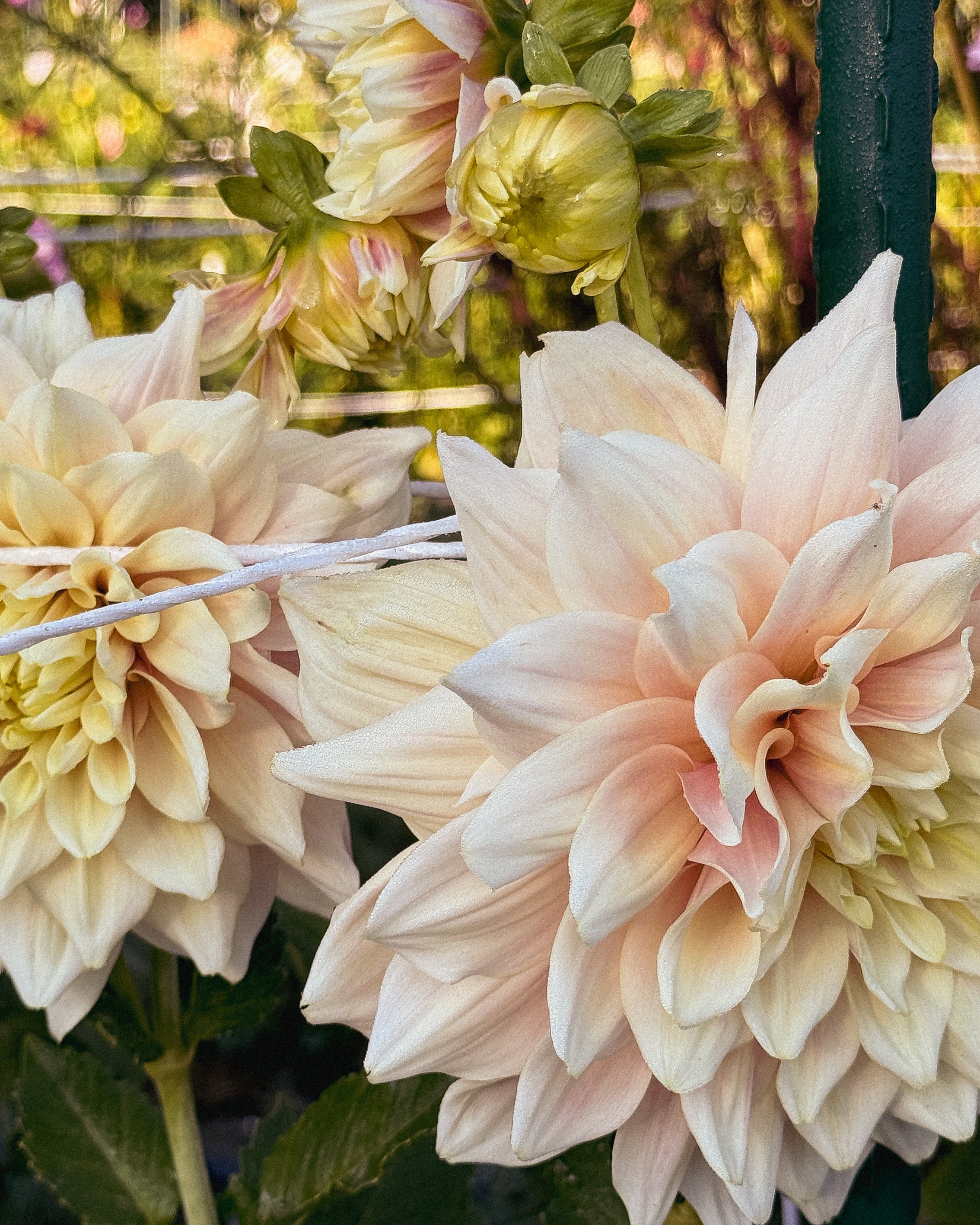 Close-up of large, light pink and yellow flowers with a blurred garden background.