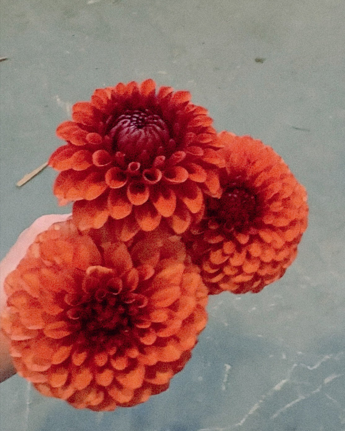 Red flowers held by a hand on a gray surface