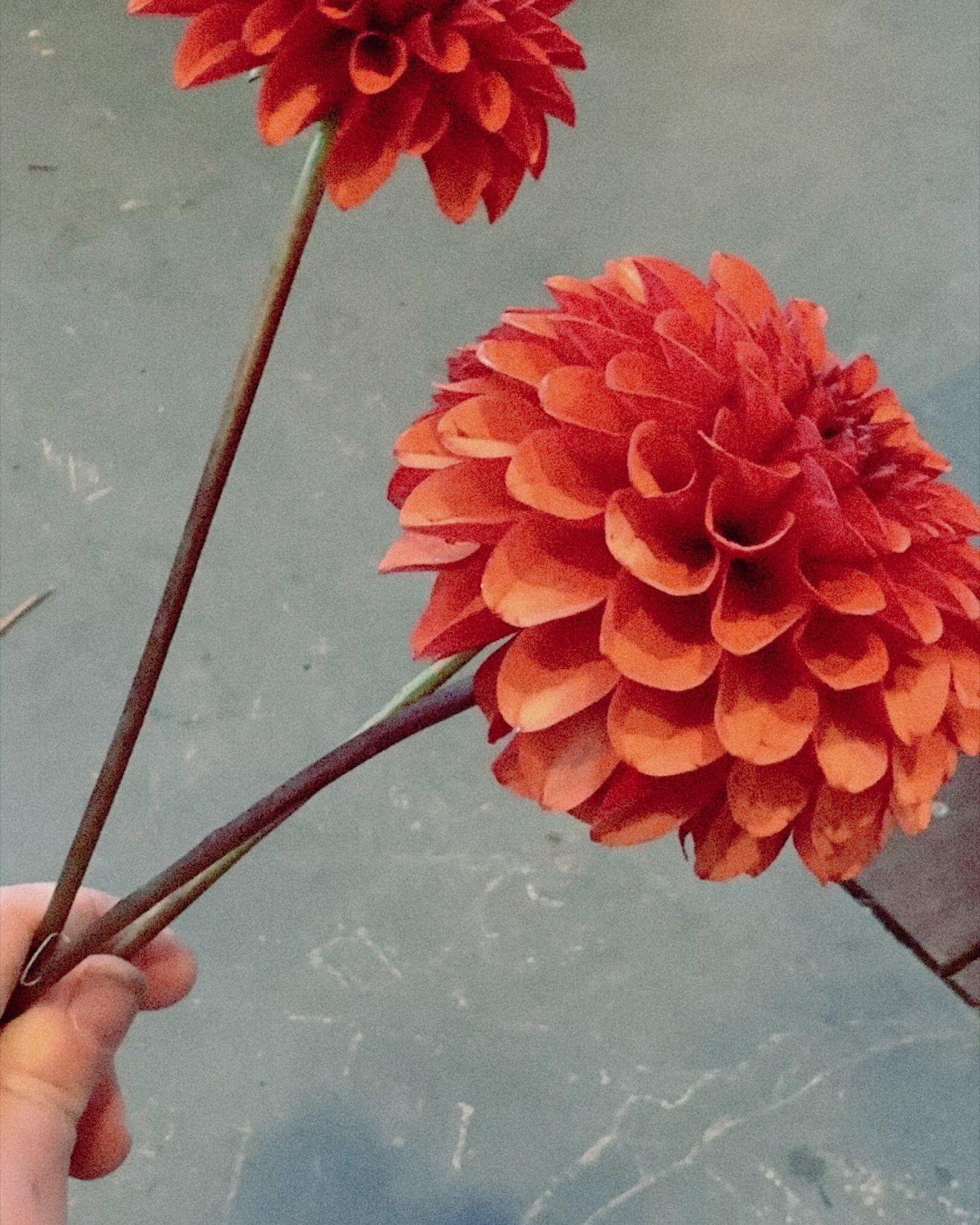Two large red flowers held by a hand on a concrete surface.