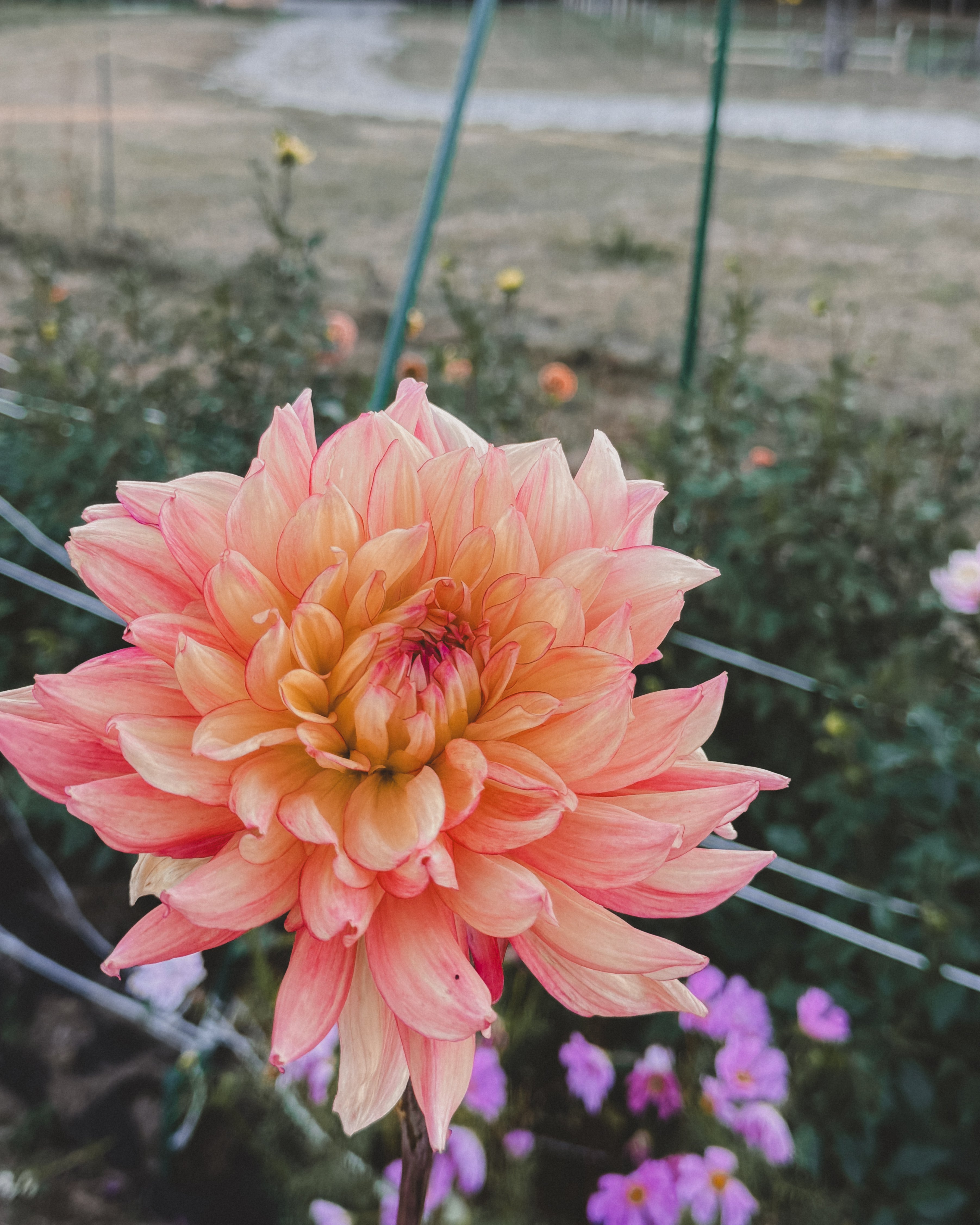 Large peach-colored flower in a garden setting