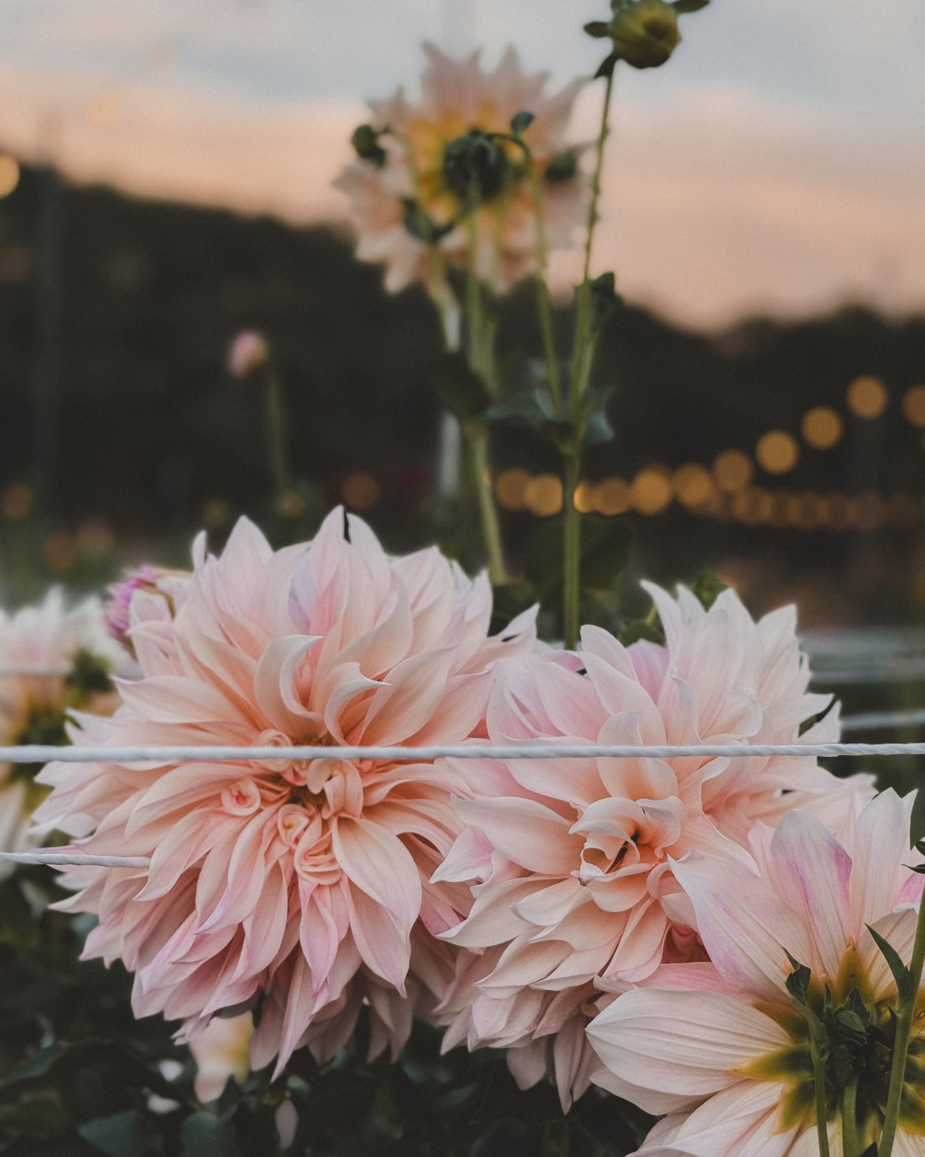 Pink dahlias with a blurred background of lights and trees