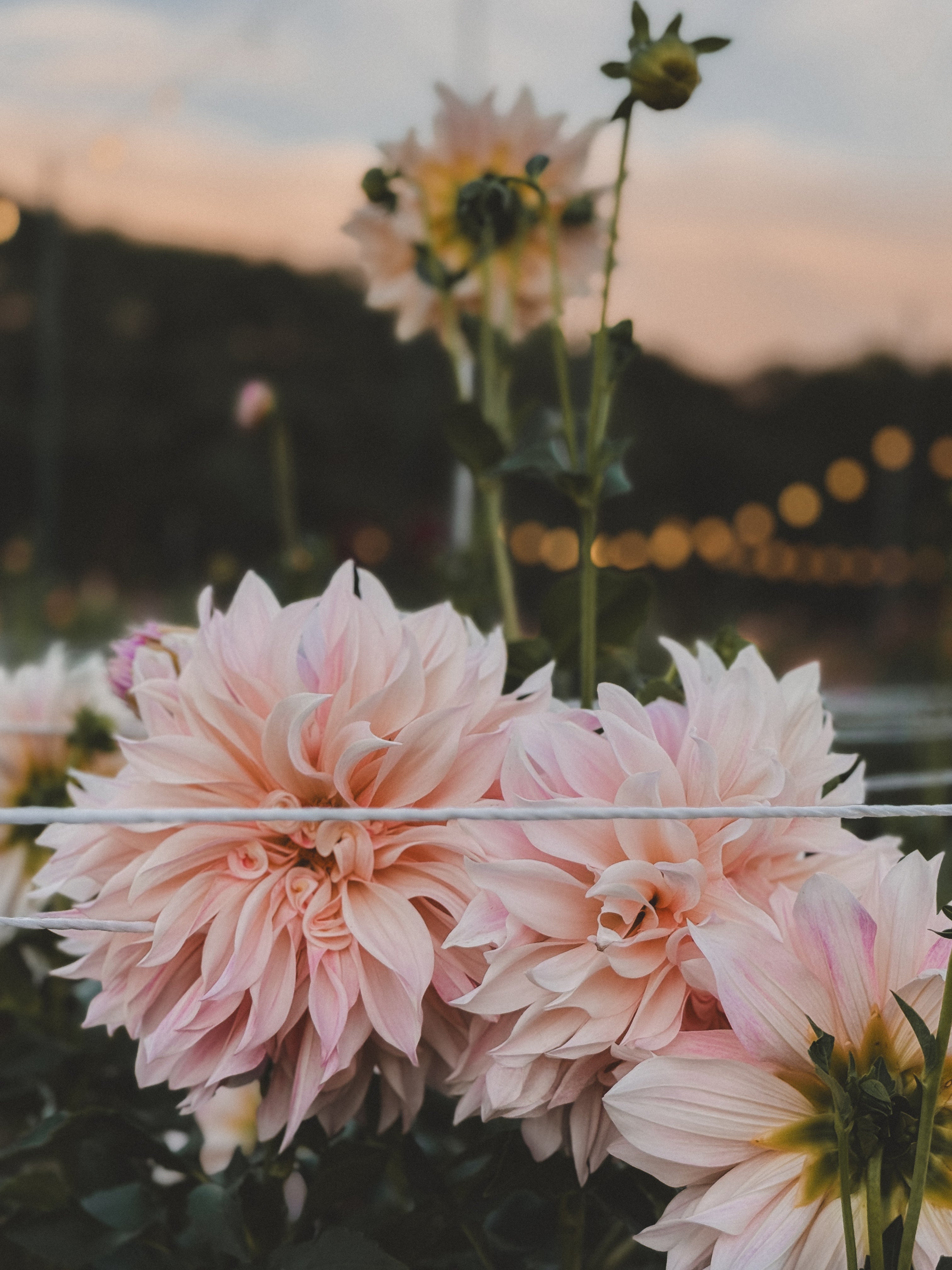 Pink dahlias with a blurred background of lights and trees